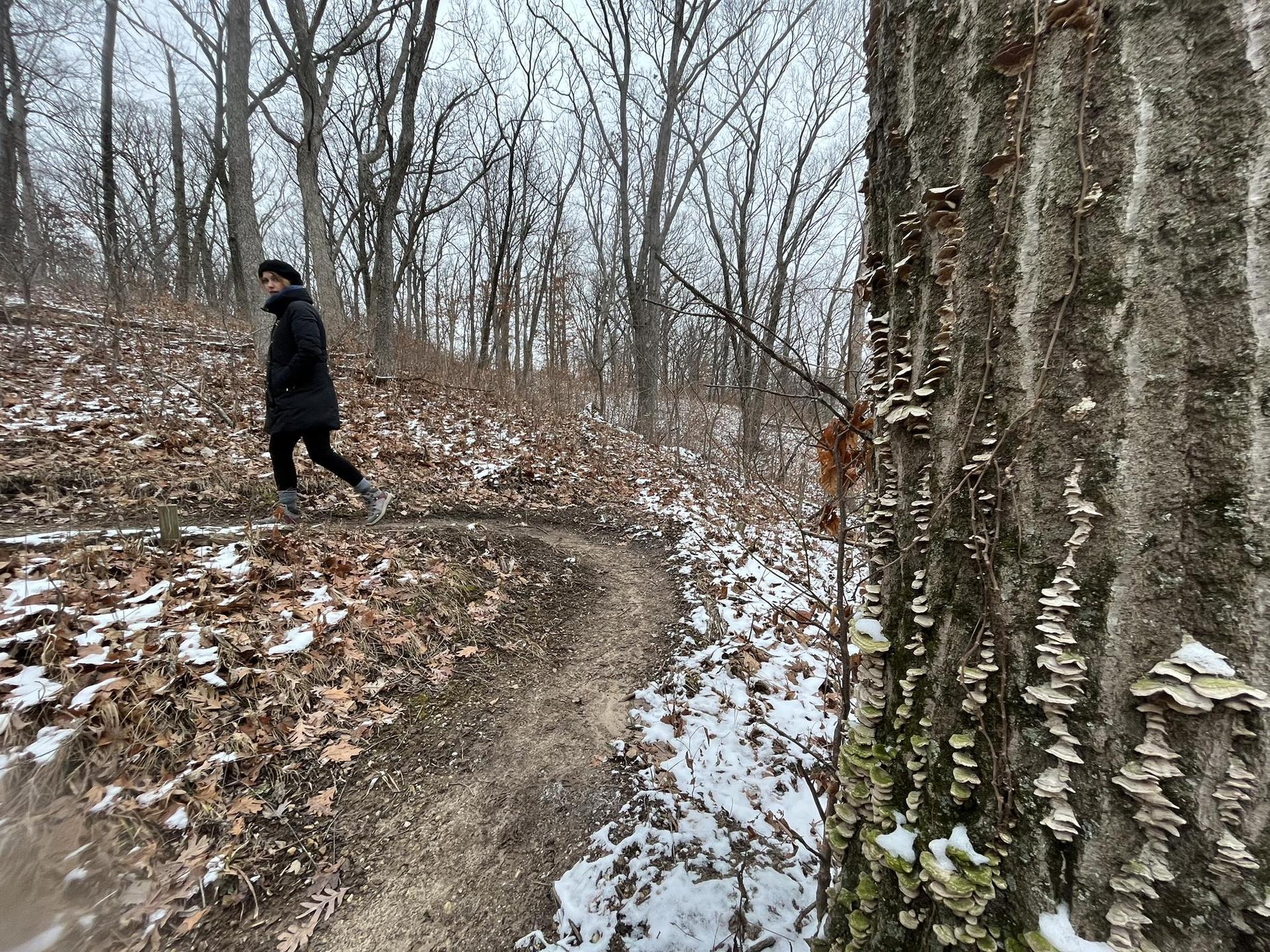 Person walks on a snowy, leaf-covered path through a winter forest.