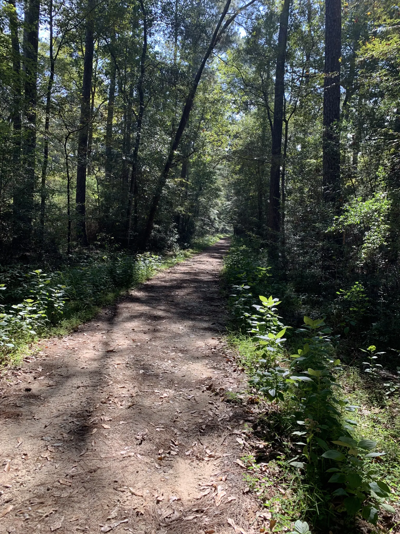 A shaded dirt path winds through a lush, green forest on a sunny day.