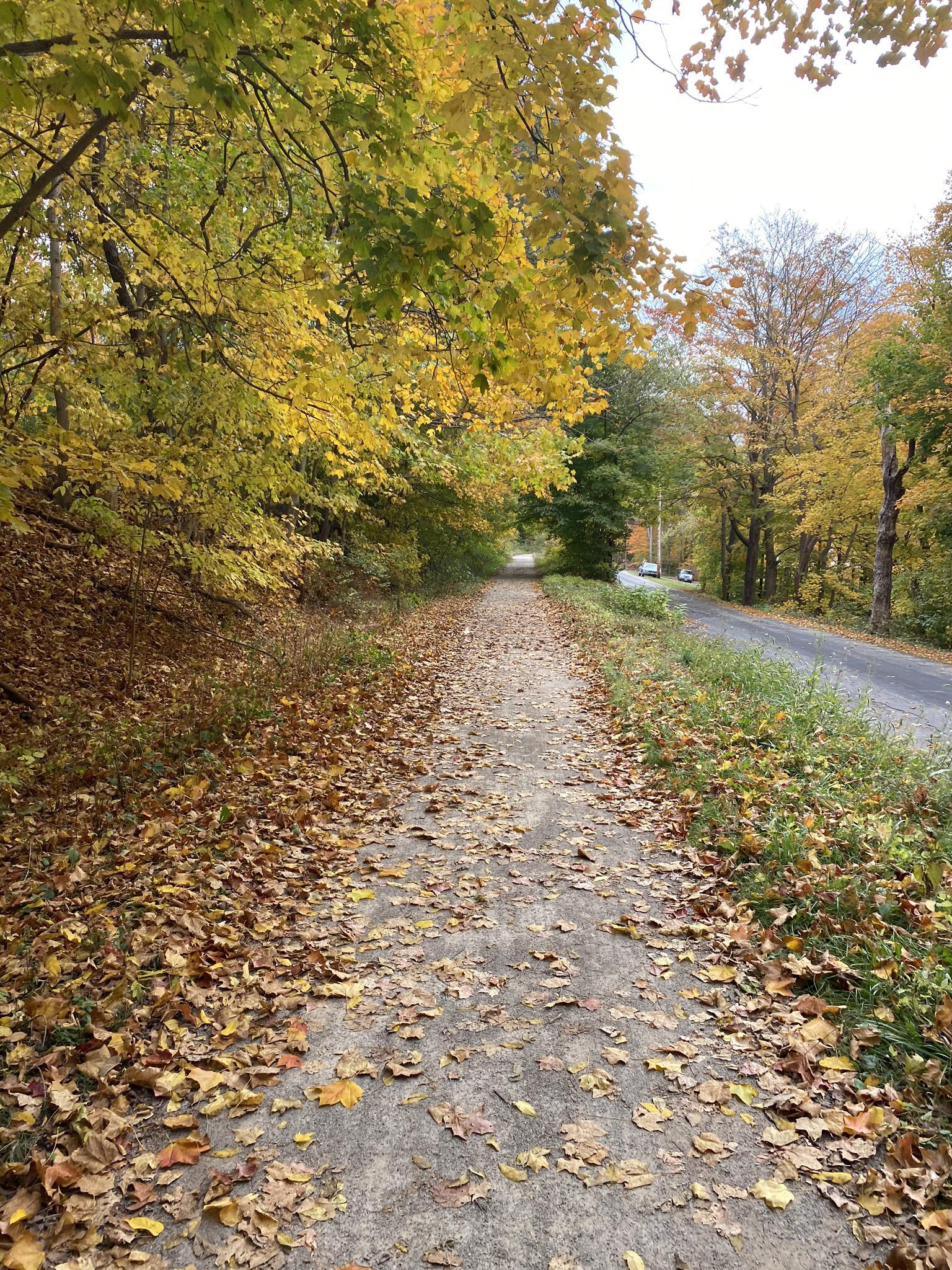 A path covered in autumn leaves, flanked by colorful trees and a road.