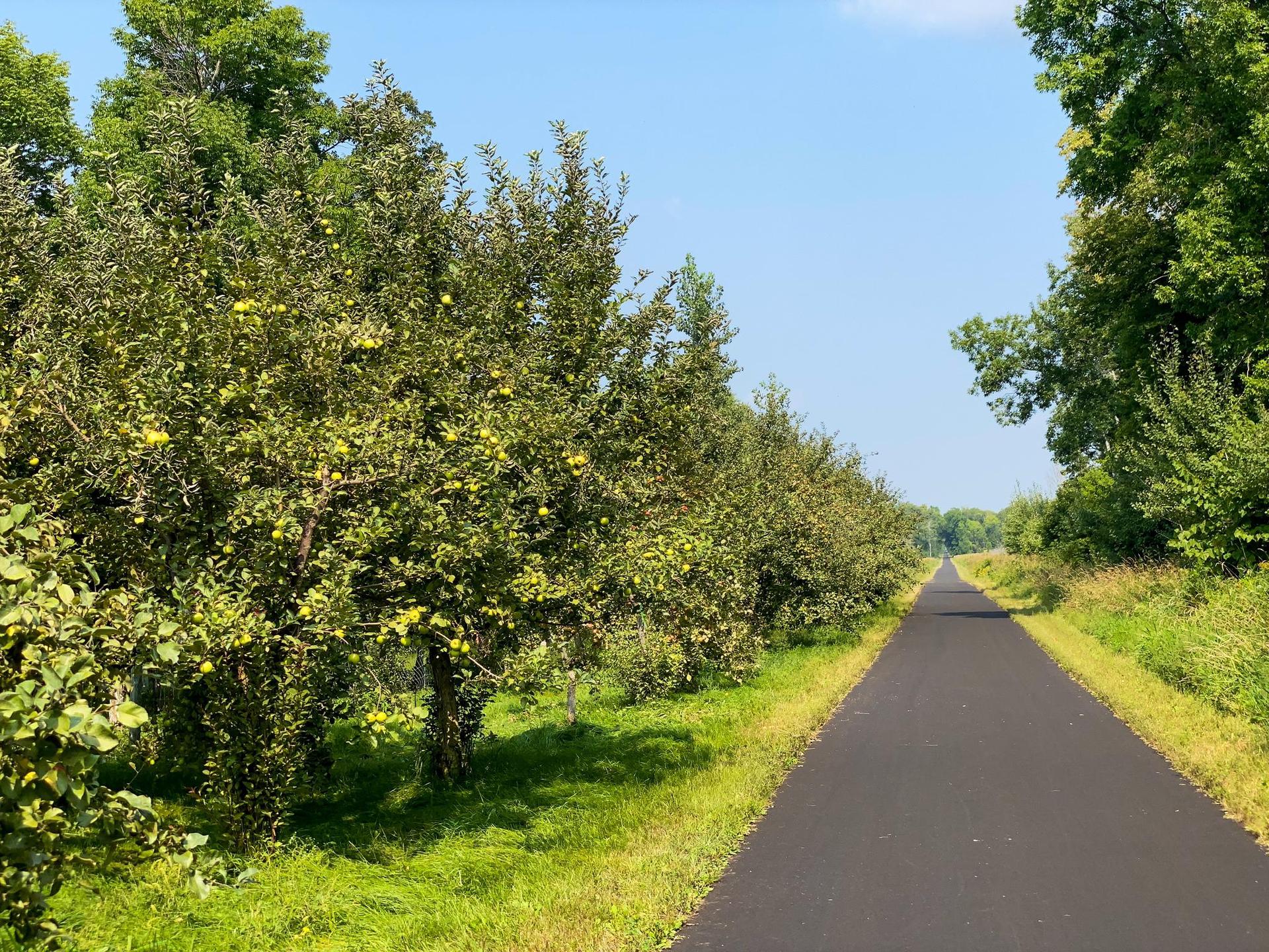 Paved path alongside rows of fruit trees under a clear blue sky.
