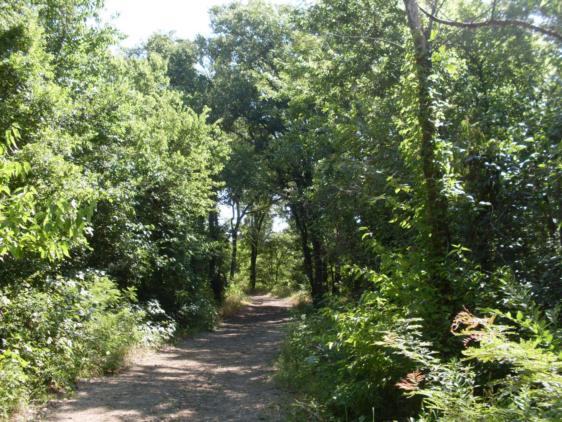 A shaded dirt path winds through a dense, sunlit green forest.