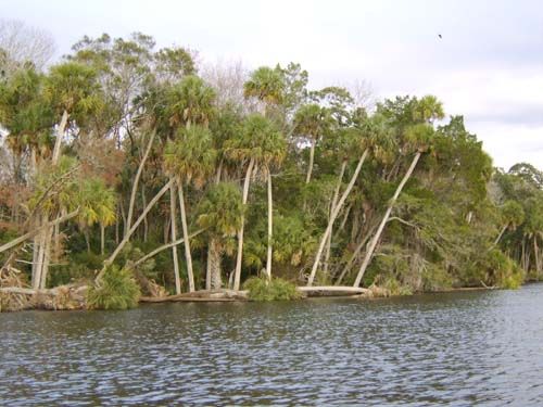 Leaning palm trees line a calm waterway under an overcast sky. - Rooks Trail West