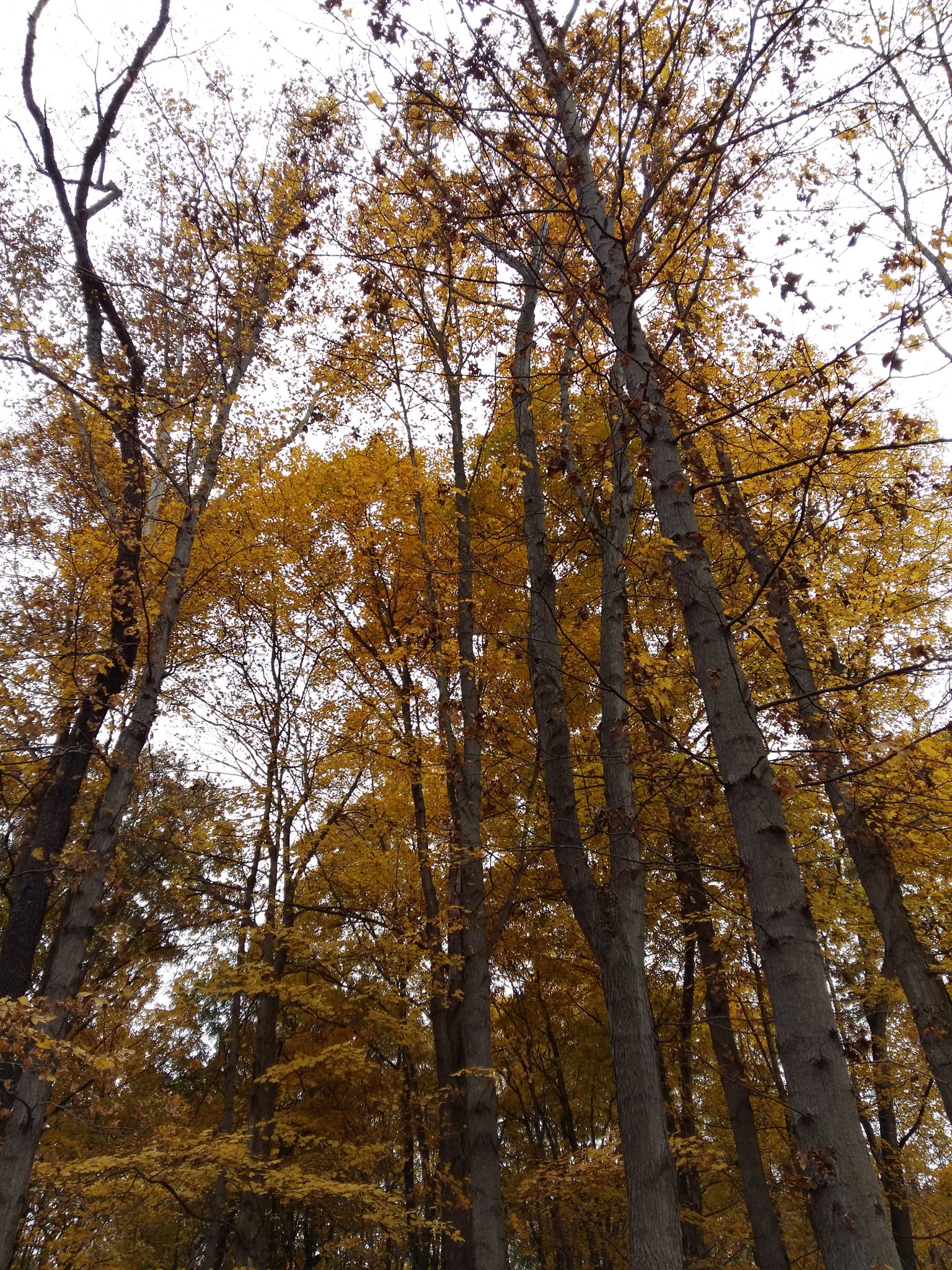 Looking up at tall trees with vibrant yellow autumn leaves against a bright sky. - Sand Run & Cascade Valley Metro Parks loop