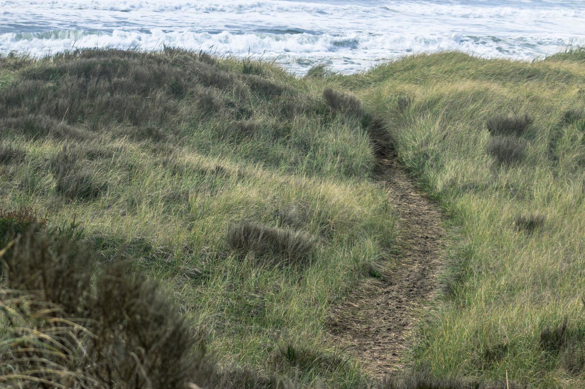 Dirt path winding through green dunes towards a wavy ocean.