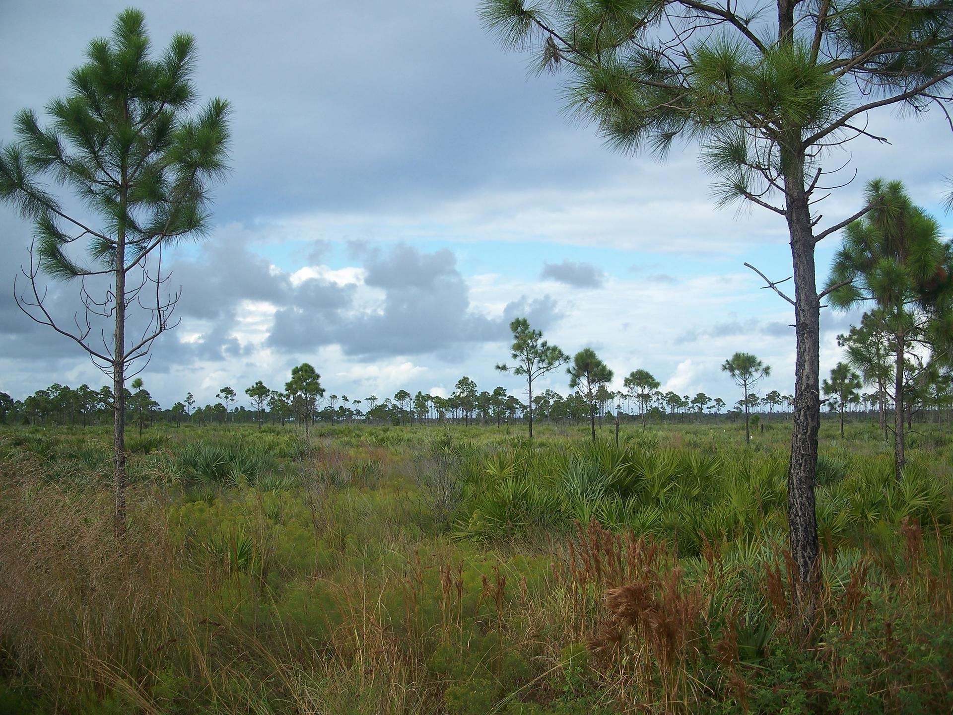 Pine trees scattered across a vast grassy field under an overcast sky.