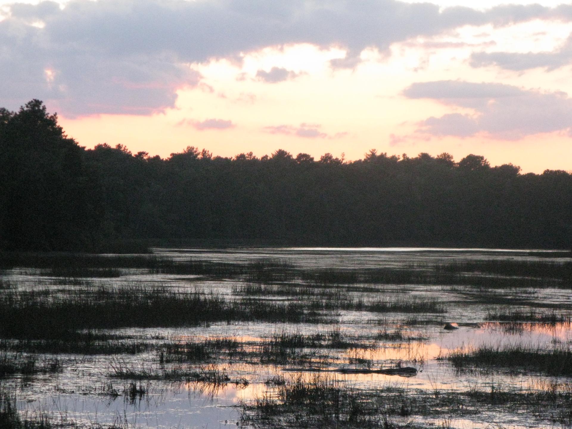 Marshy water reflecting a colorful sunset sky with a dark tree line.