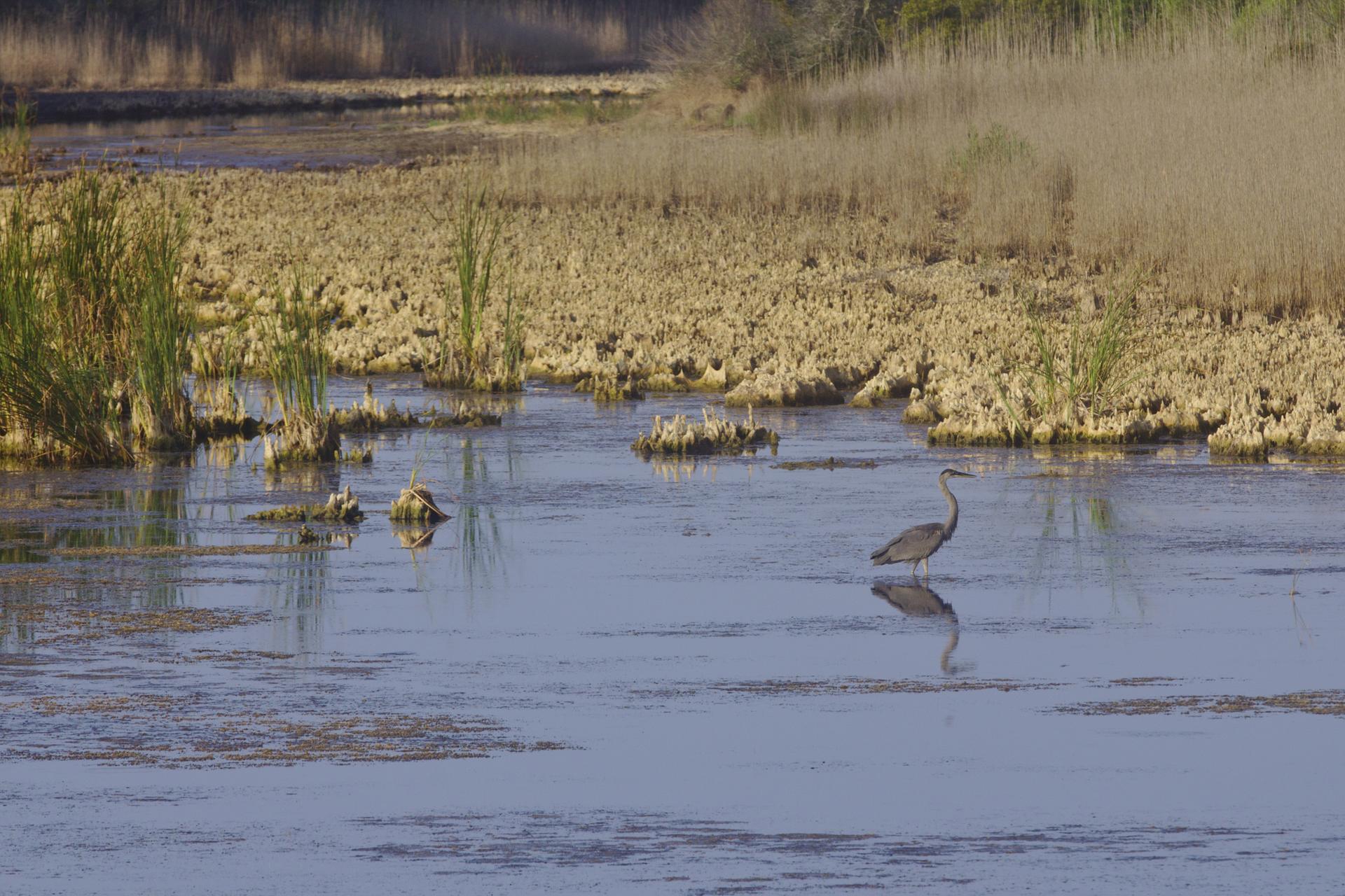 A heron stands in shallow water amidst marsh reeds under bright sunlight.