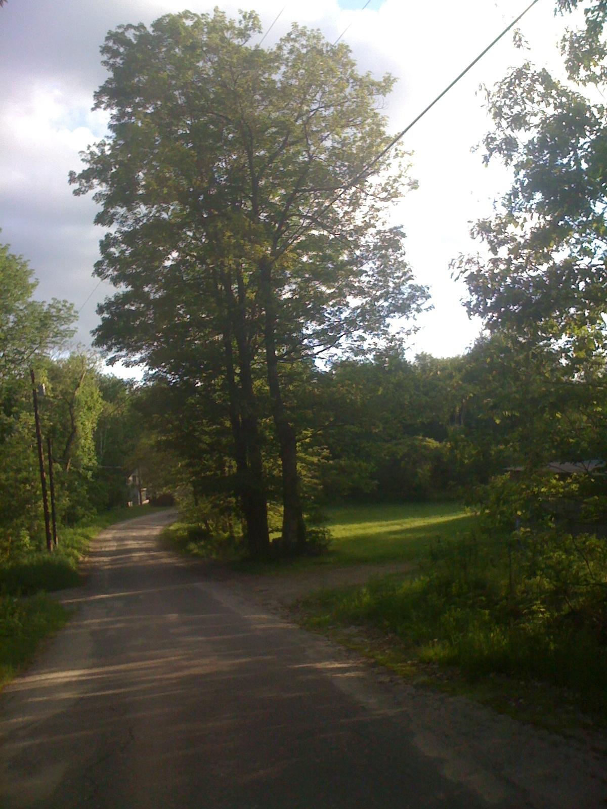 A sunlit dirt road winding through trees and a grassy field.