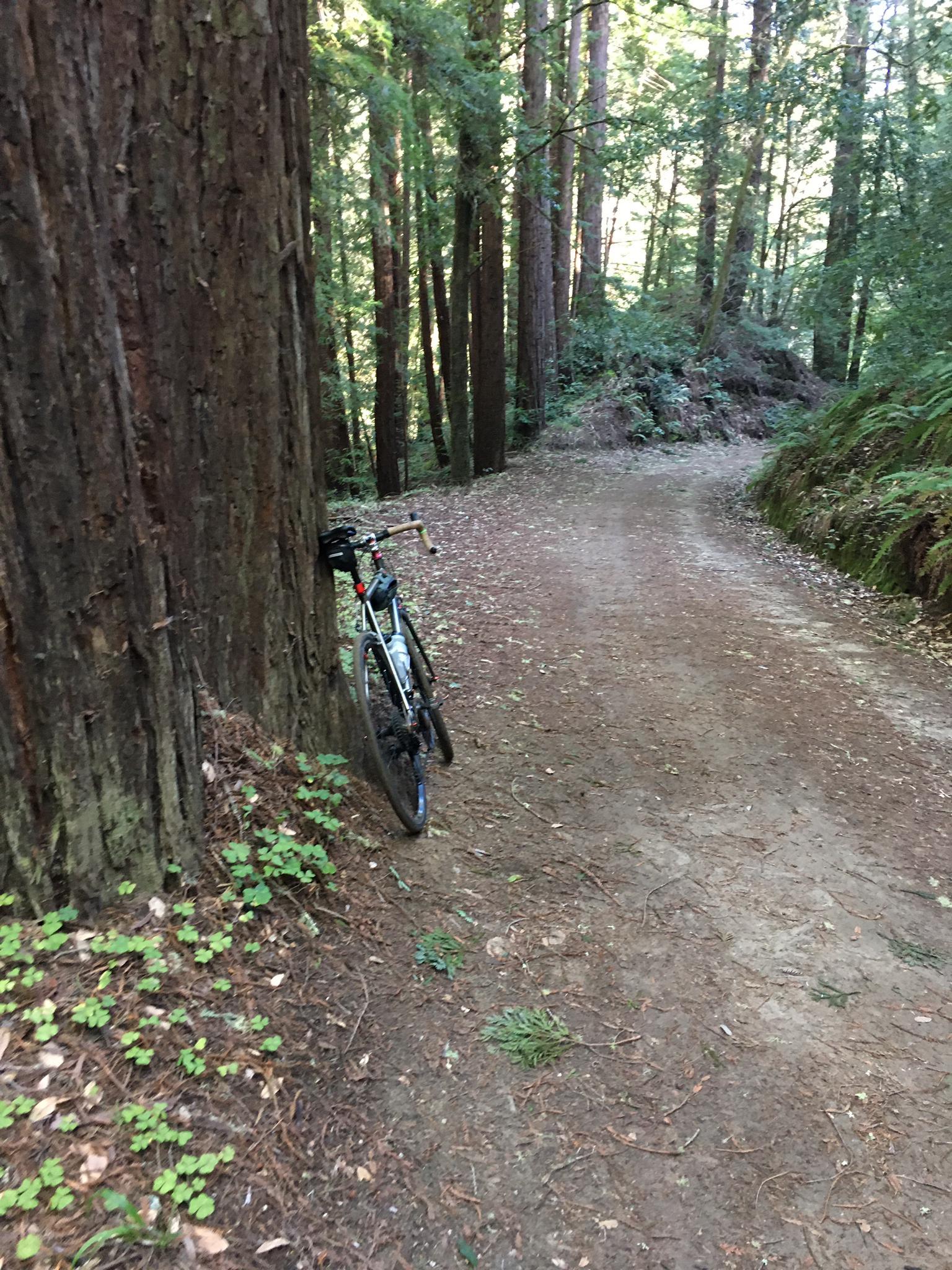 A bicycle leans against a large tree on a shaded dirt forest path.
