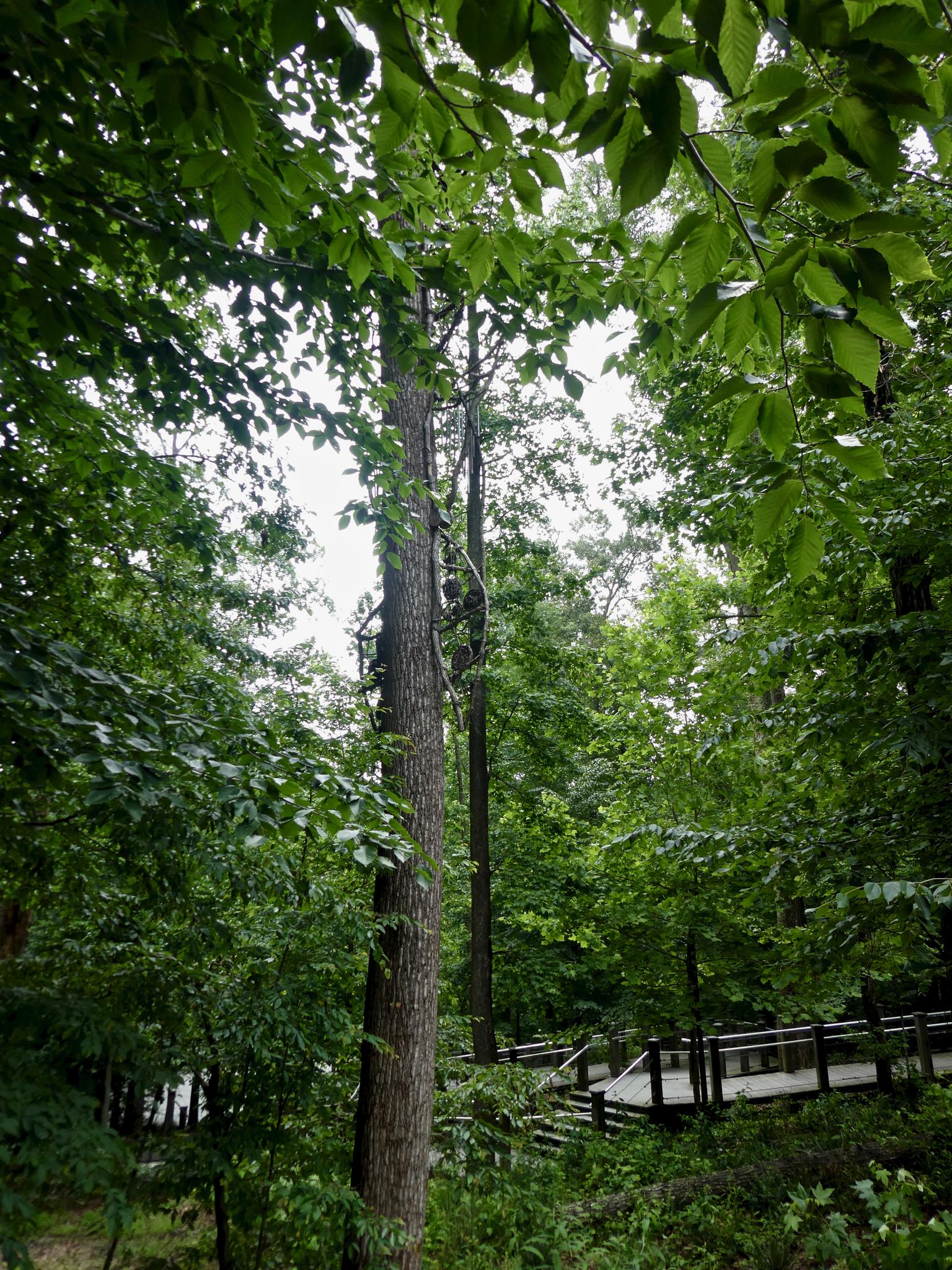 Tall trees with green leaves and a wooden boardwalk winding through a dense forest.