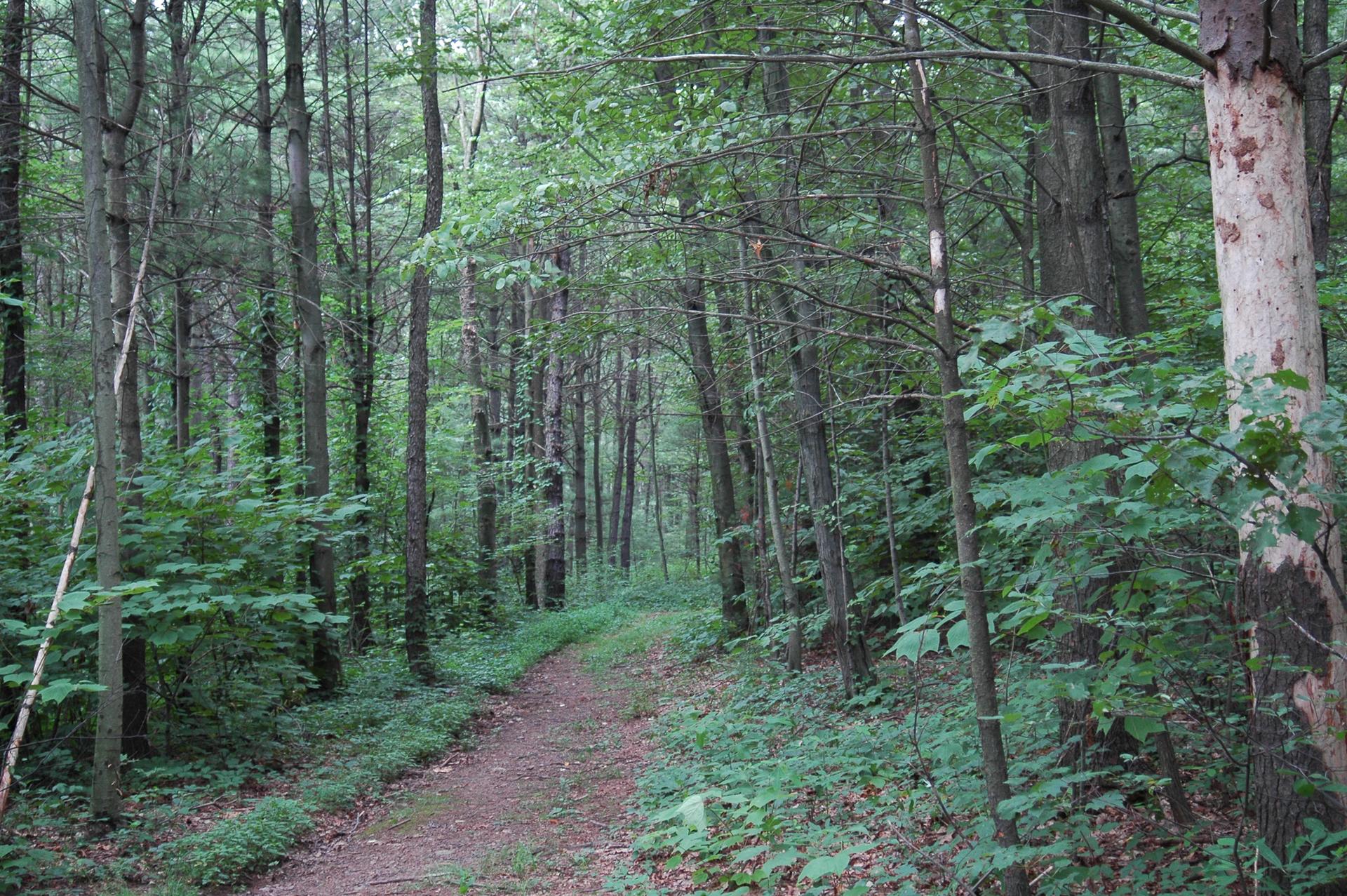 A winding dirt path through a dense, green forest under soft, natural light.