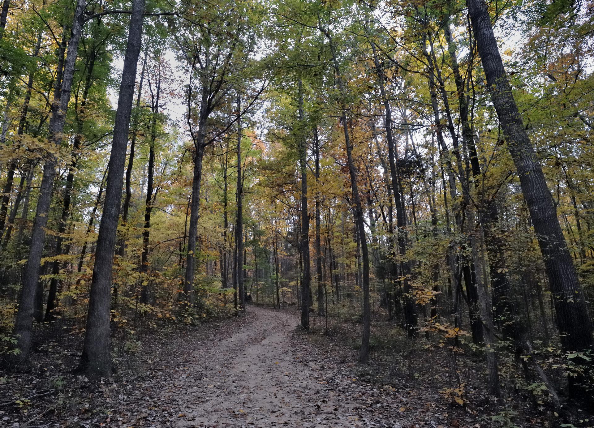 Dirt path winding through a dense forest with tall trees and autumn foliage.