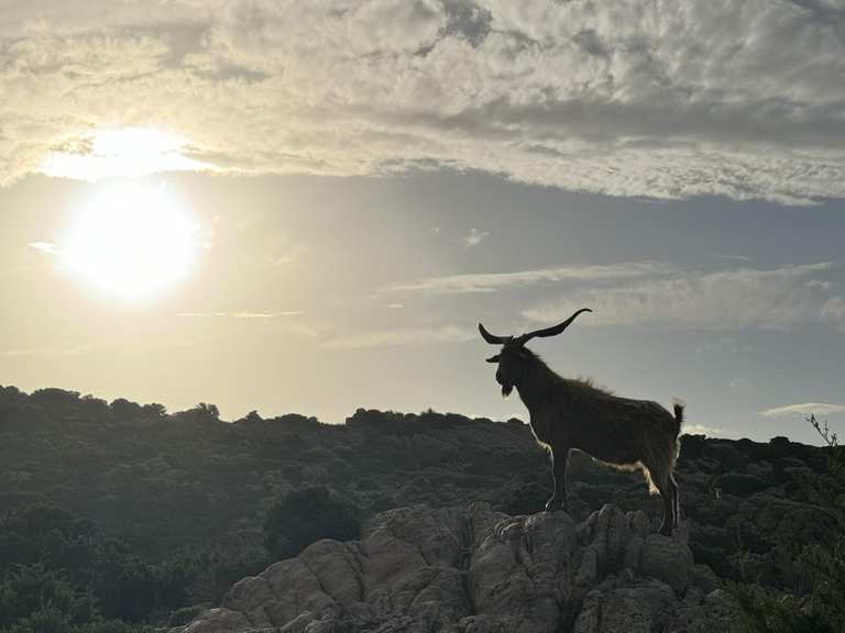 Capre selvatiche di Caprera : percorsi escursionistici e trekking | Komoot