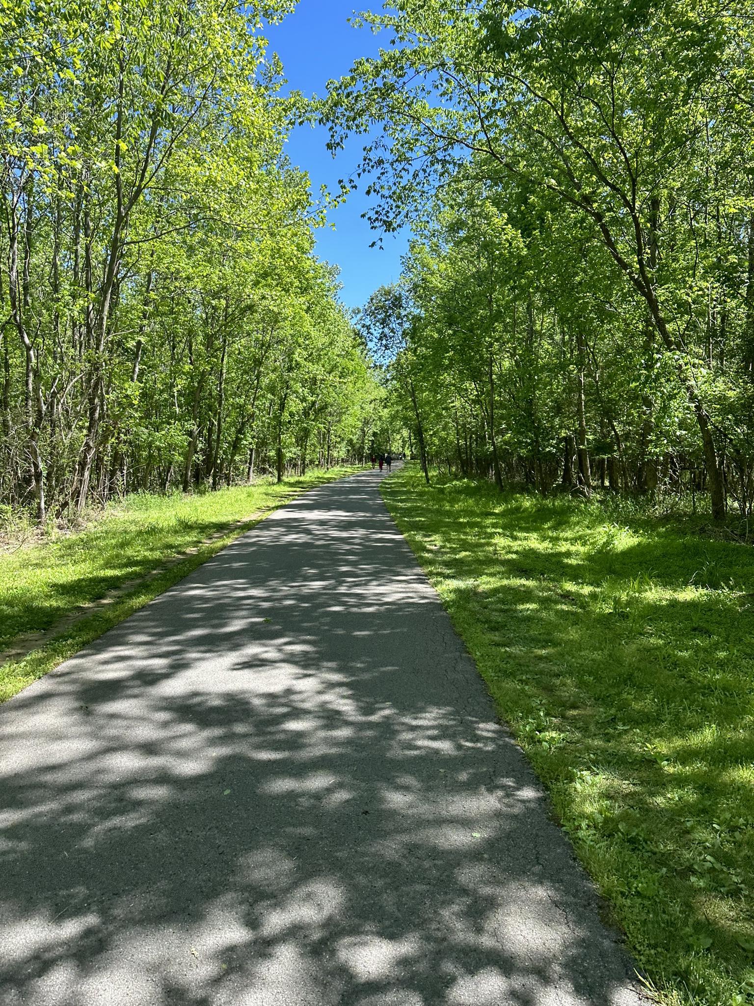 Paved path through a vibrant green forest on a sunny day.