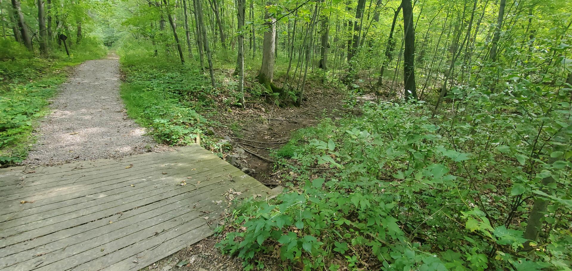 A wooden bridge and dirt path wind through a lush, green forest.