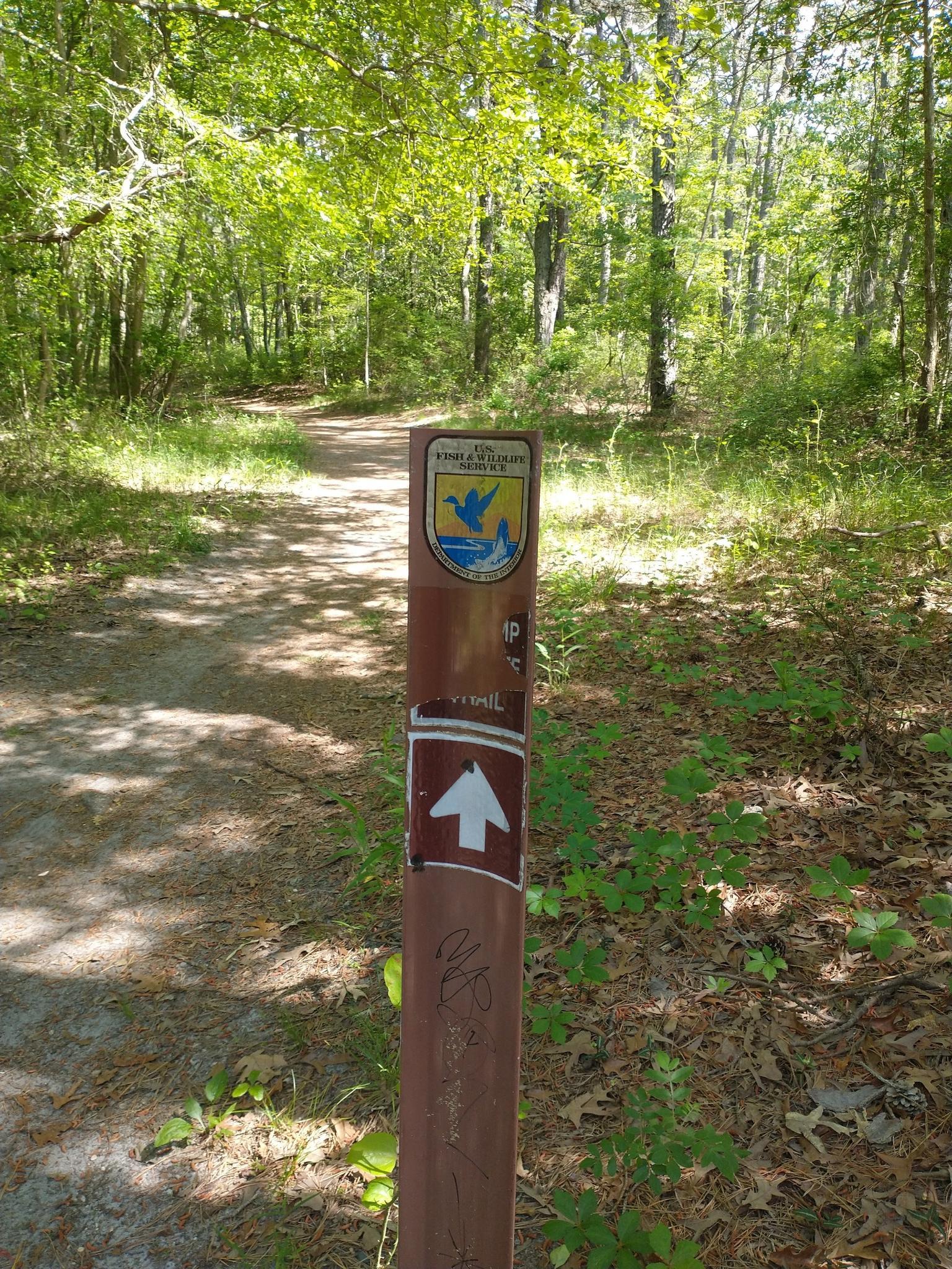 Trail marker post on a dirt path in a sunlit green forest.