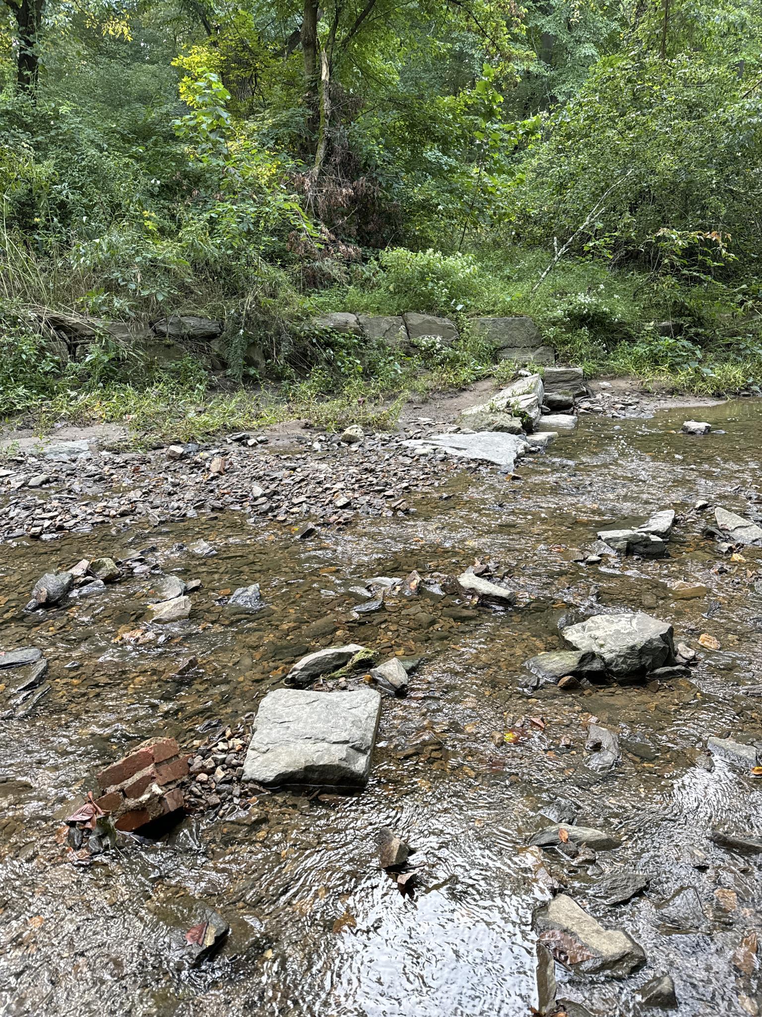 A rocky stream bed with shallow water flows through a lush green forest.
