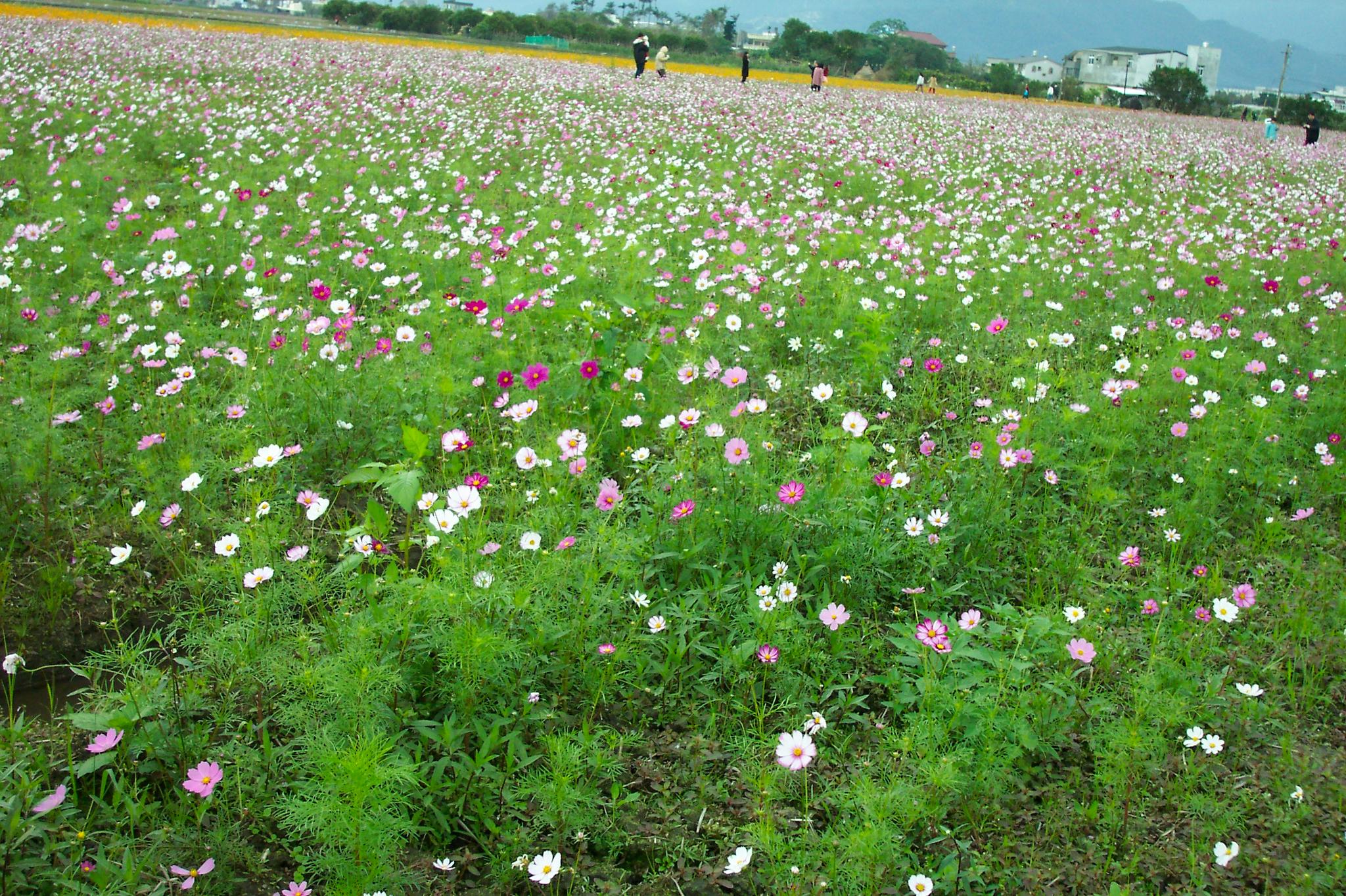 Vast field of pink and white cosmos flowers under bright daylight, with people walking.