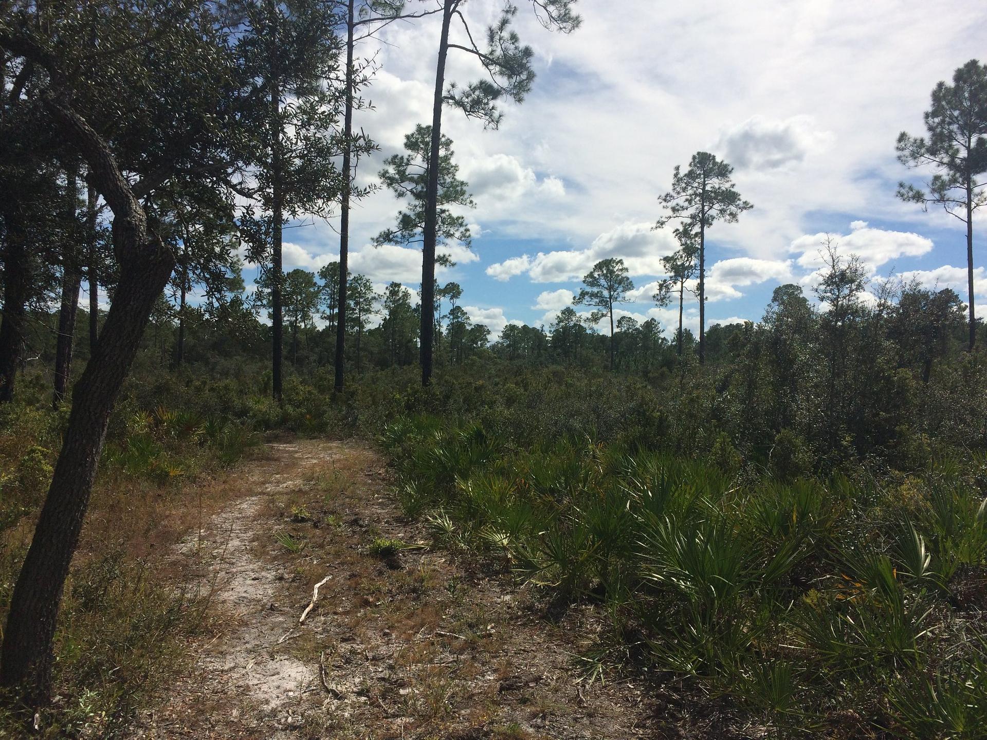 Dirt path through a pine forest with dense green undergrowth under a cloudy sky.