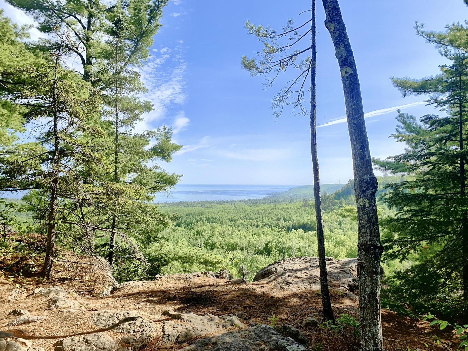 Forest overlook with distant water, framed by tall trees under a blue sky.