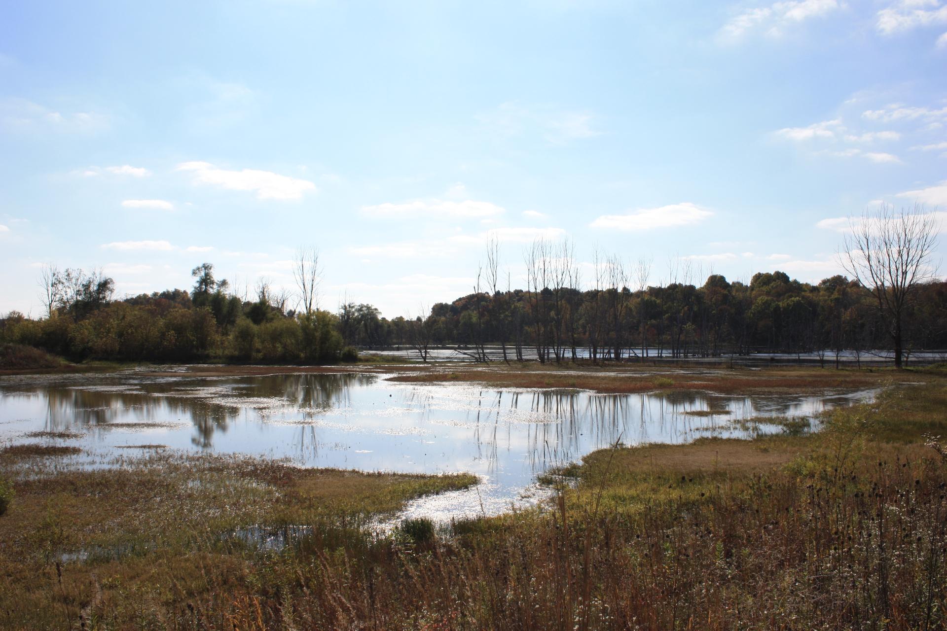 Wide view of a sunny wetland with water reflecting trees and sky.