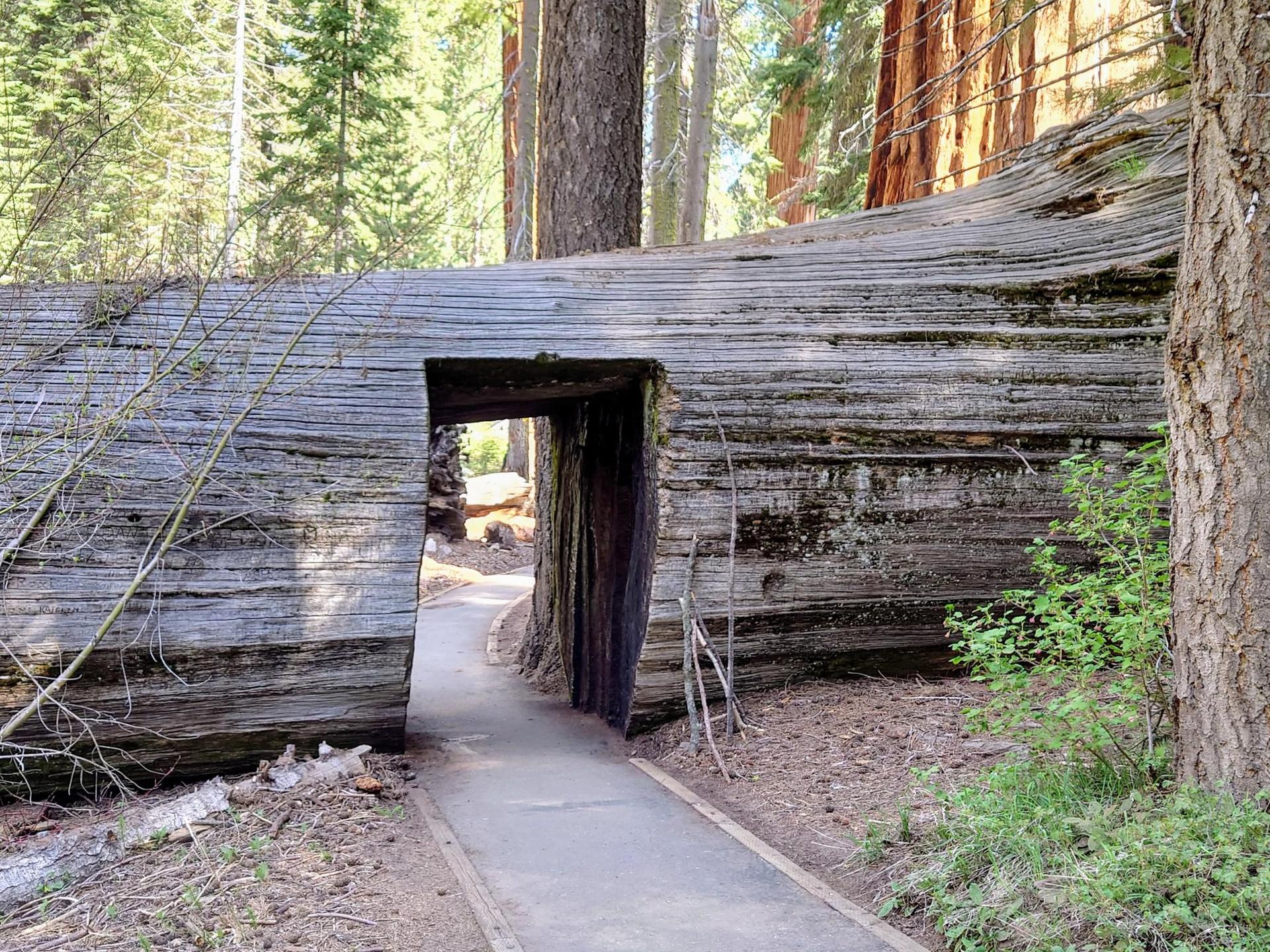 Paved path passing through a tunnel cut into a huge fallen tree trunk.