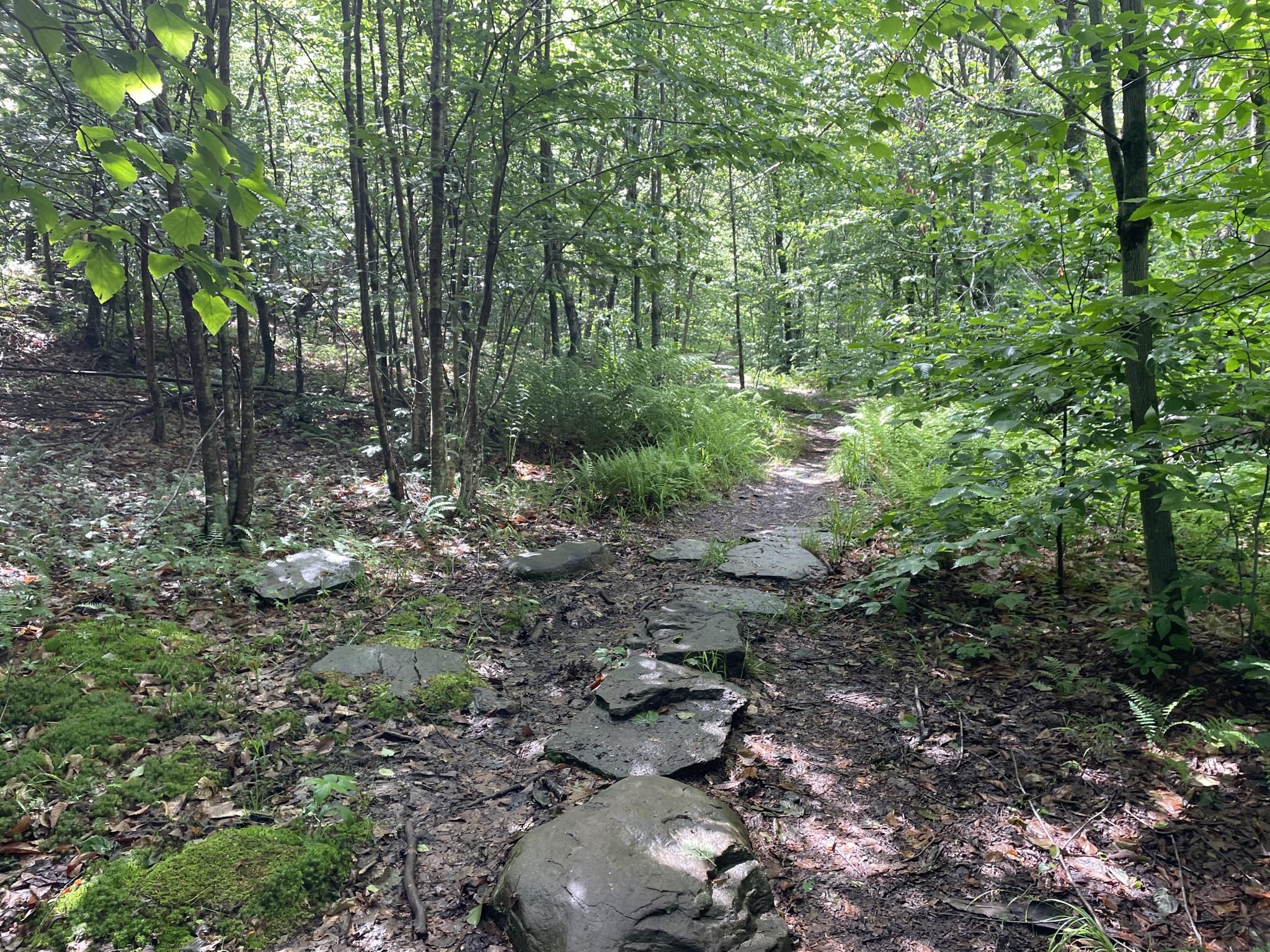 A narrow, rocky trail through a sun-dappled, lush green forest. - Slide Mountain loop via Slide-Cornell-Wittenberg Trail