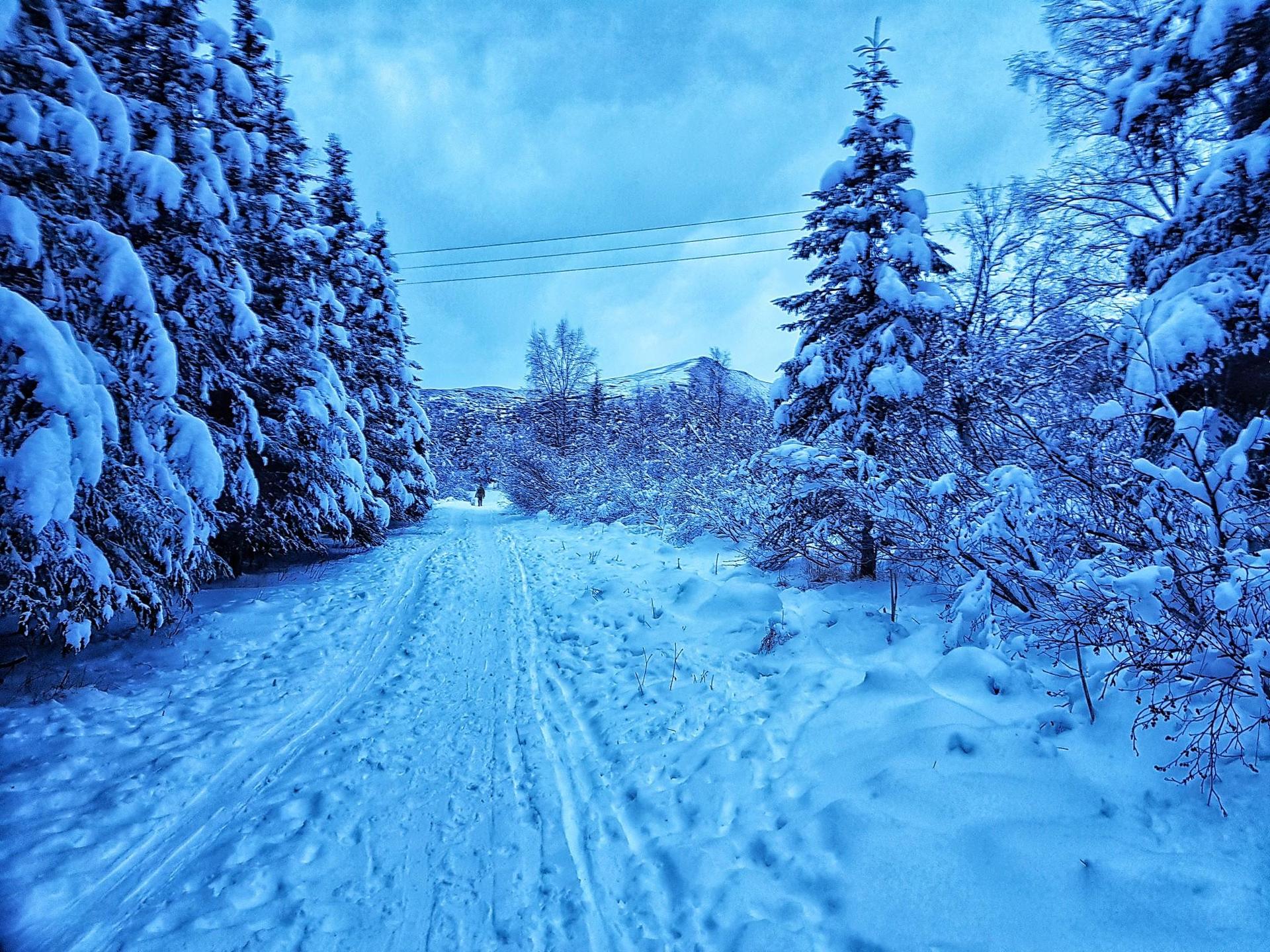 A snow-covered path winds through a winter forest under a blue sky.