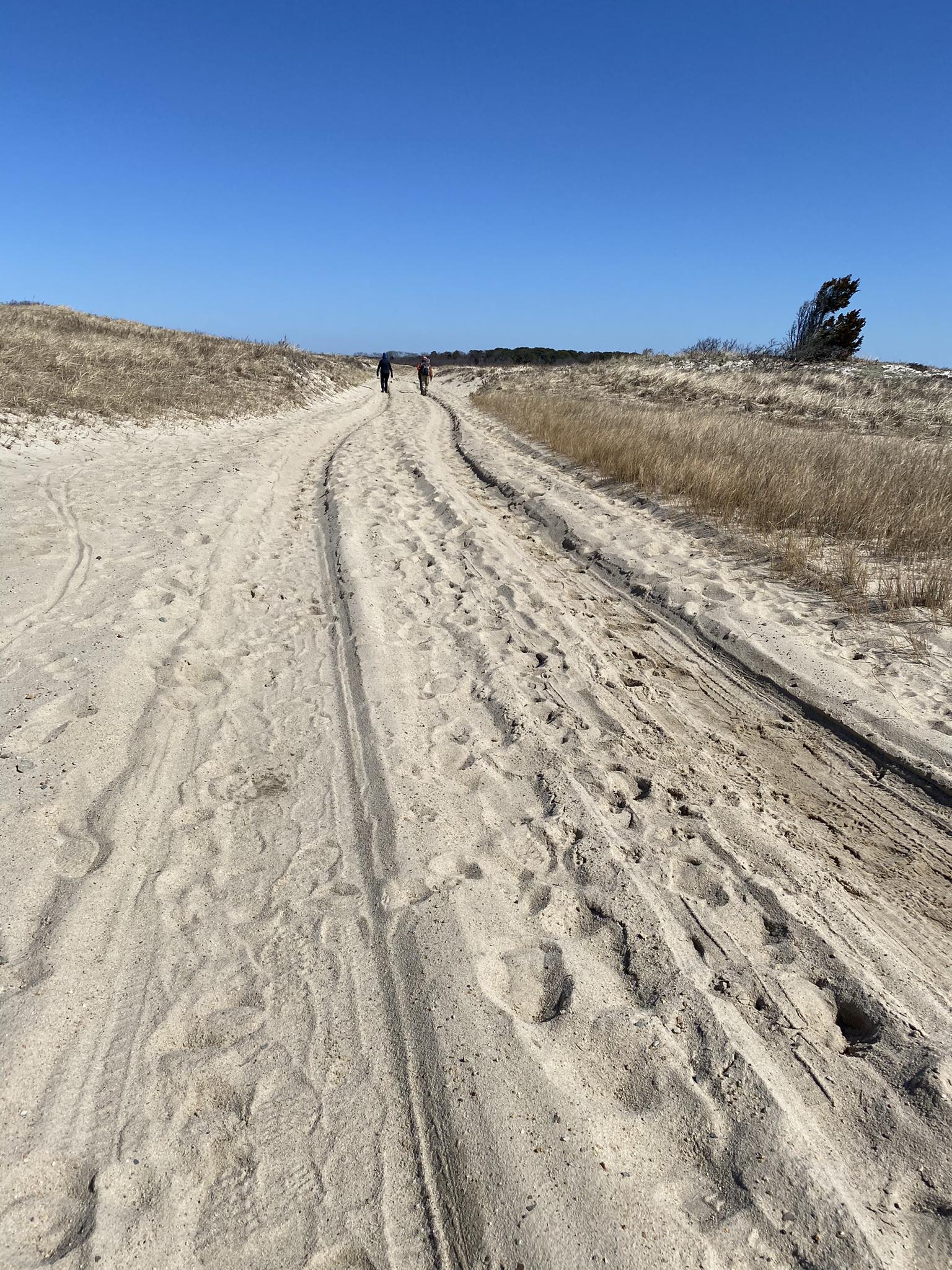 Two people walk on a sunny sandy path between grassy dunes under a clear sky.