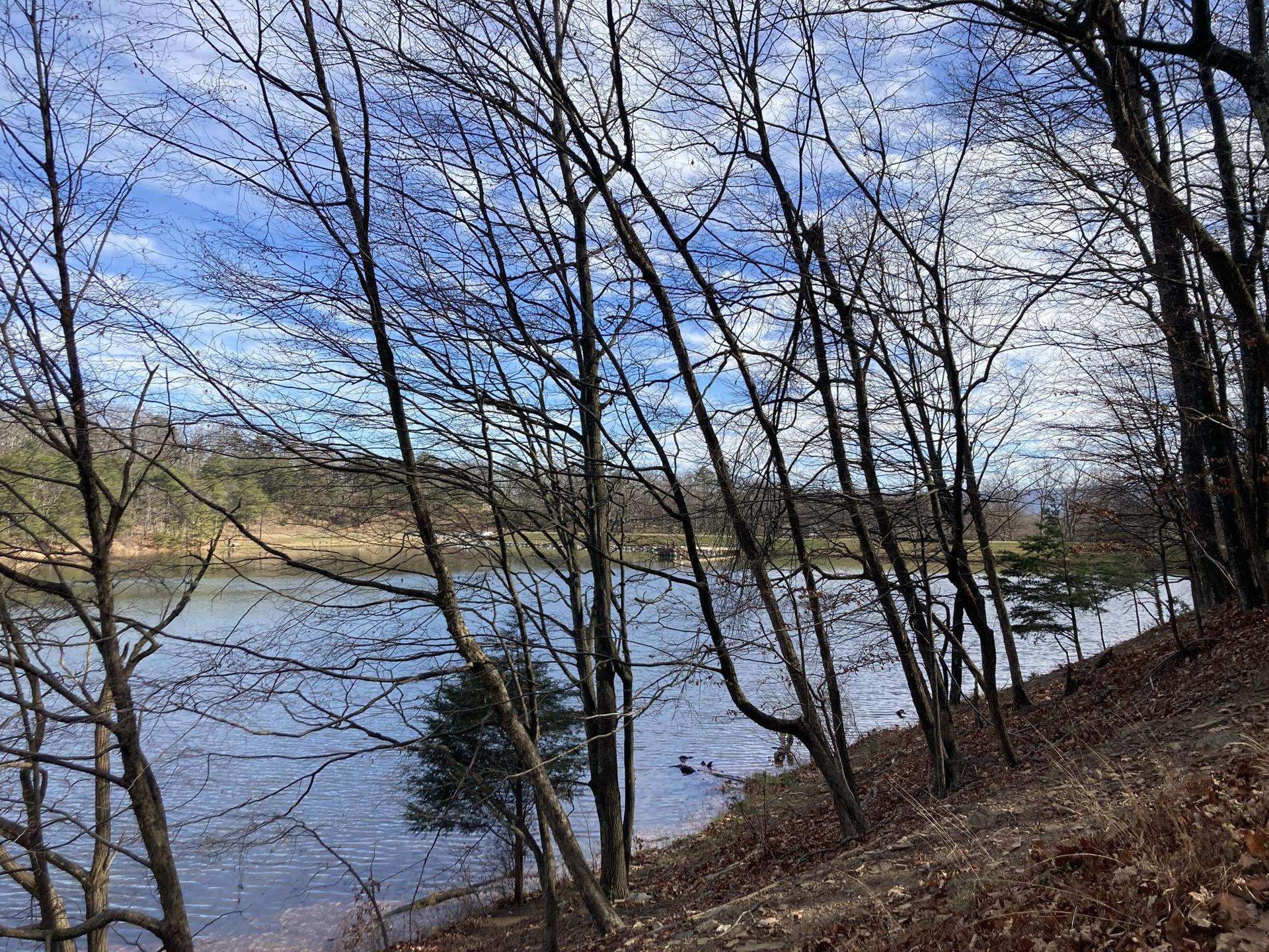 Bare trees frame a calm lake under a bright, cloudy sky.