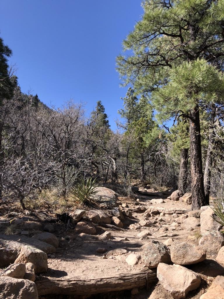 Rocky forest trail with tall pine trees and dry brush under bright sunlight.