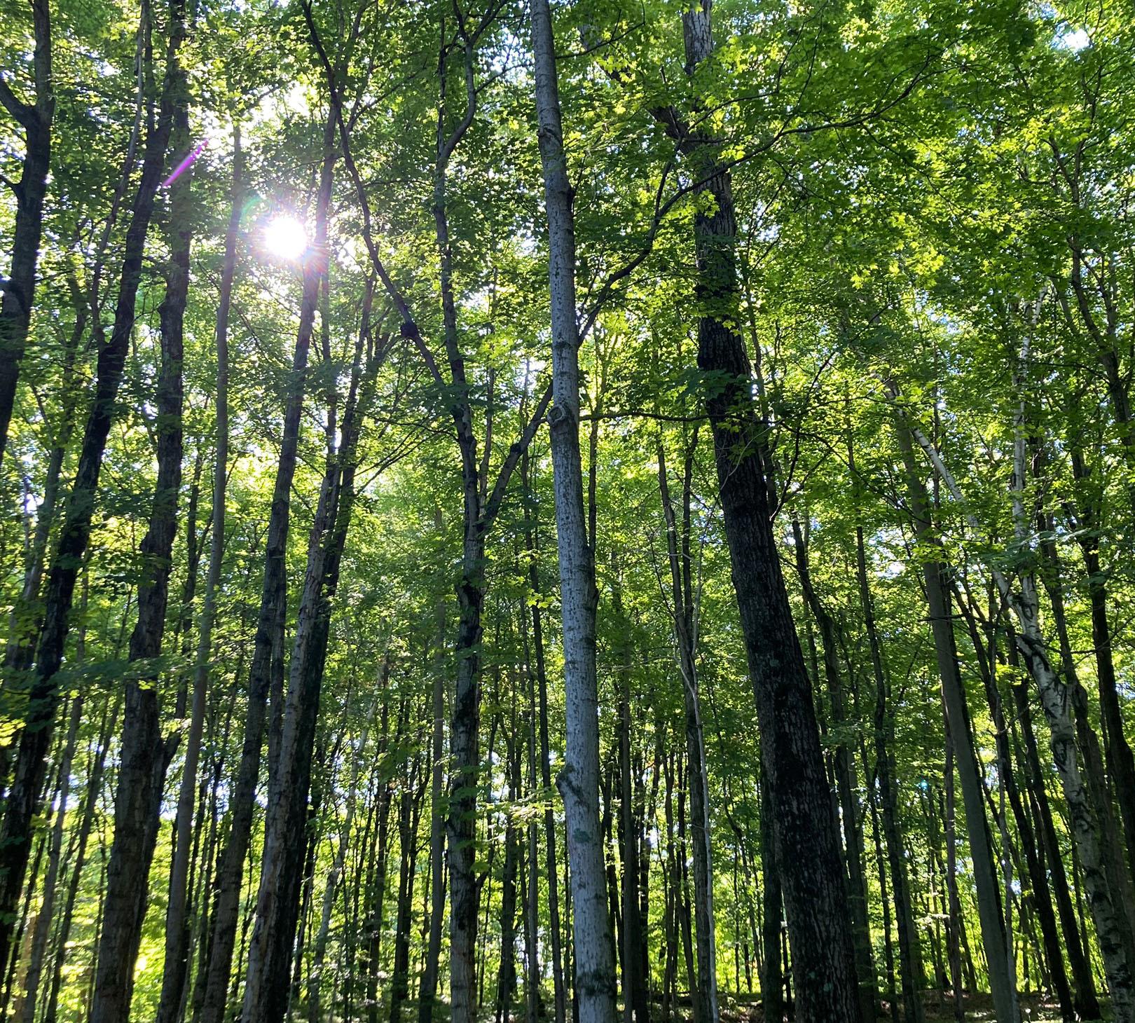 Sunlight streams through a dense forest of tall, green trees.