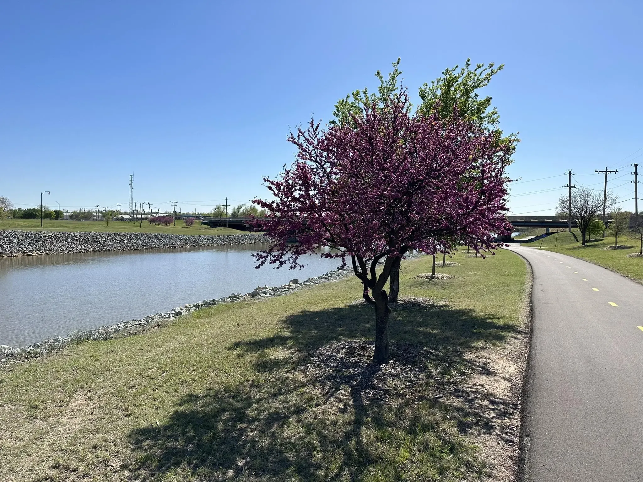 Pink flowering tree next to a paved path and calm water on a sunny day. - Oklahoma River Trail