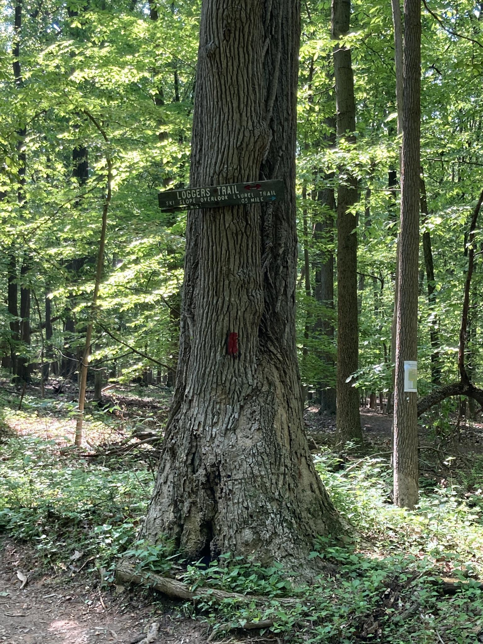 A large tree with trail signs and a red marker in a sunlit forest.