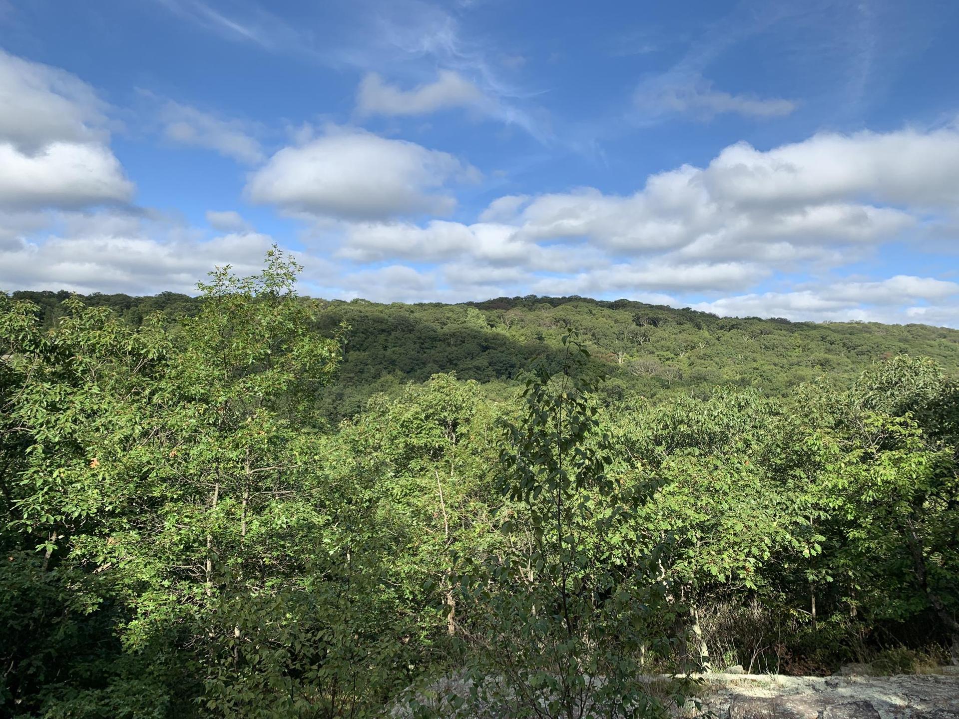 Dense green forest covering hills under a bright blue and cloudy sky.