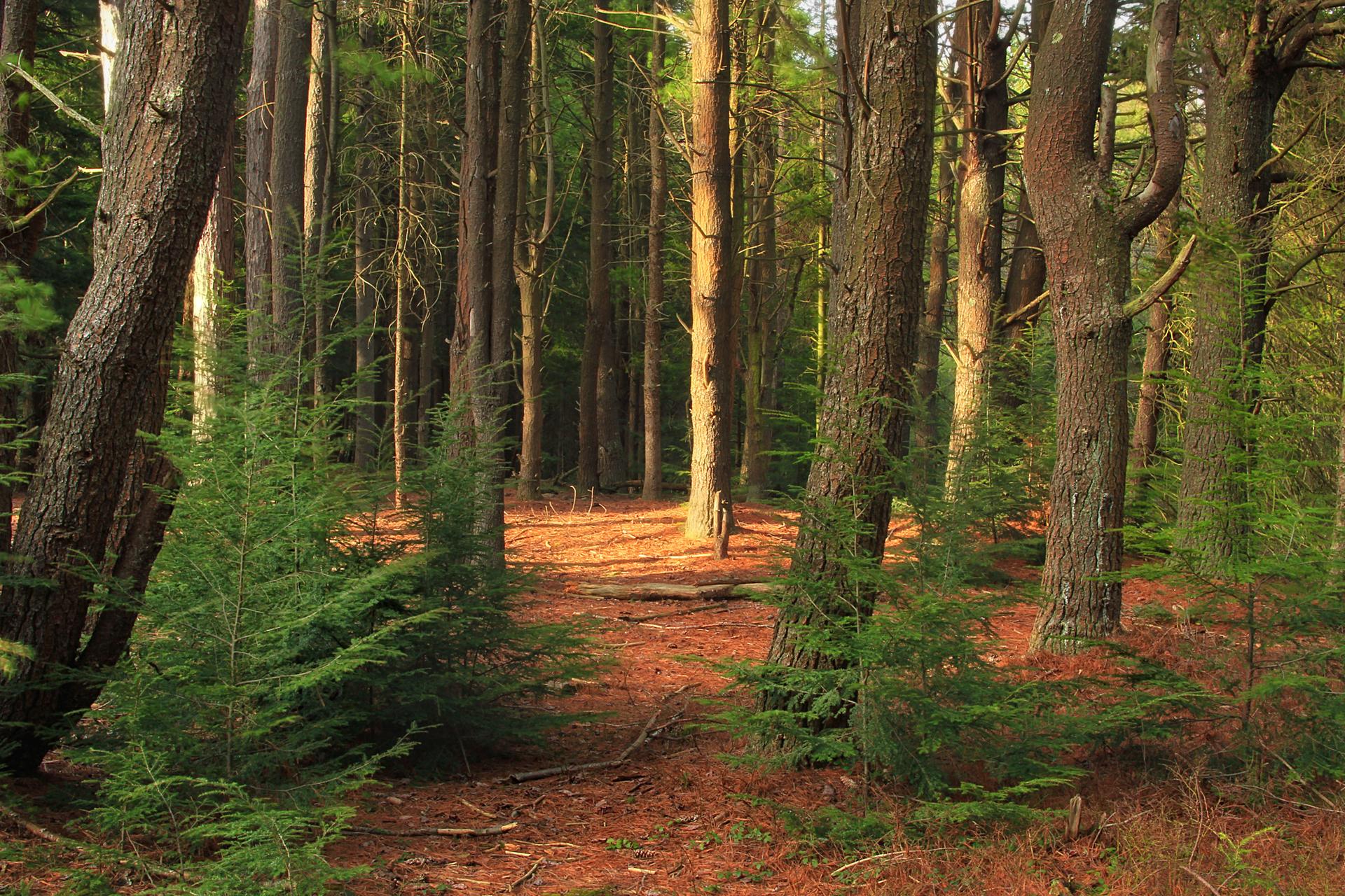 Sunlight filters through a dense forest of tall trees and small evergreens.