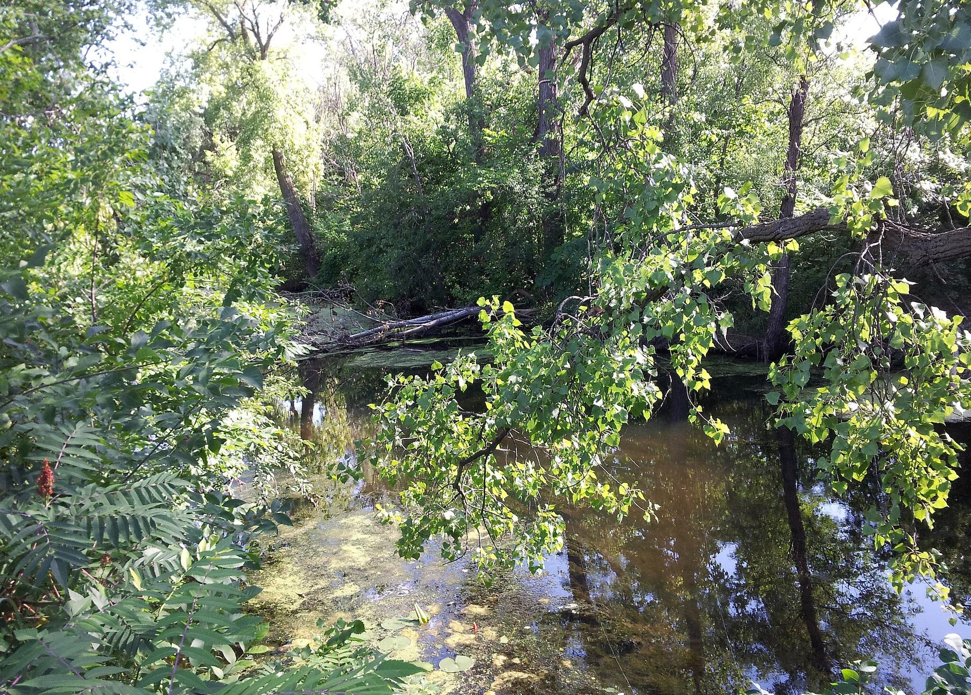 A calm, green-tinged stream flowing through a dense, sunlit forest.