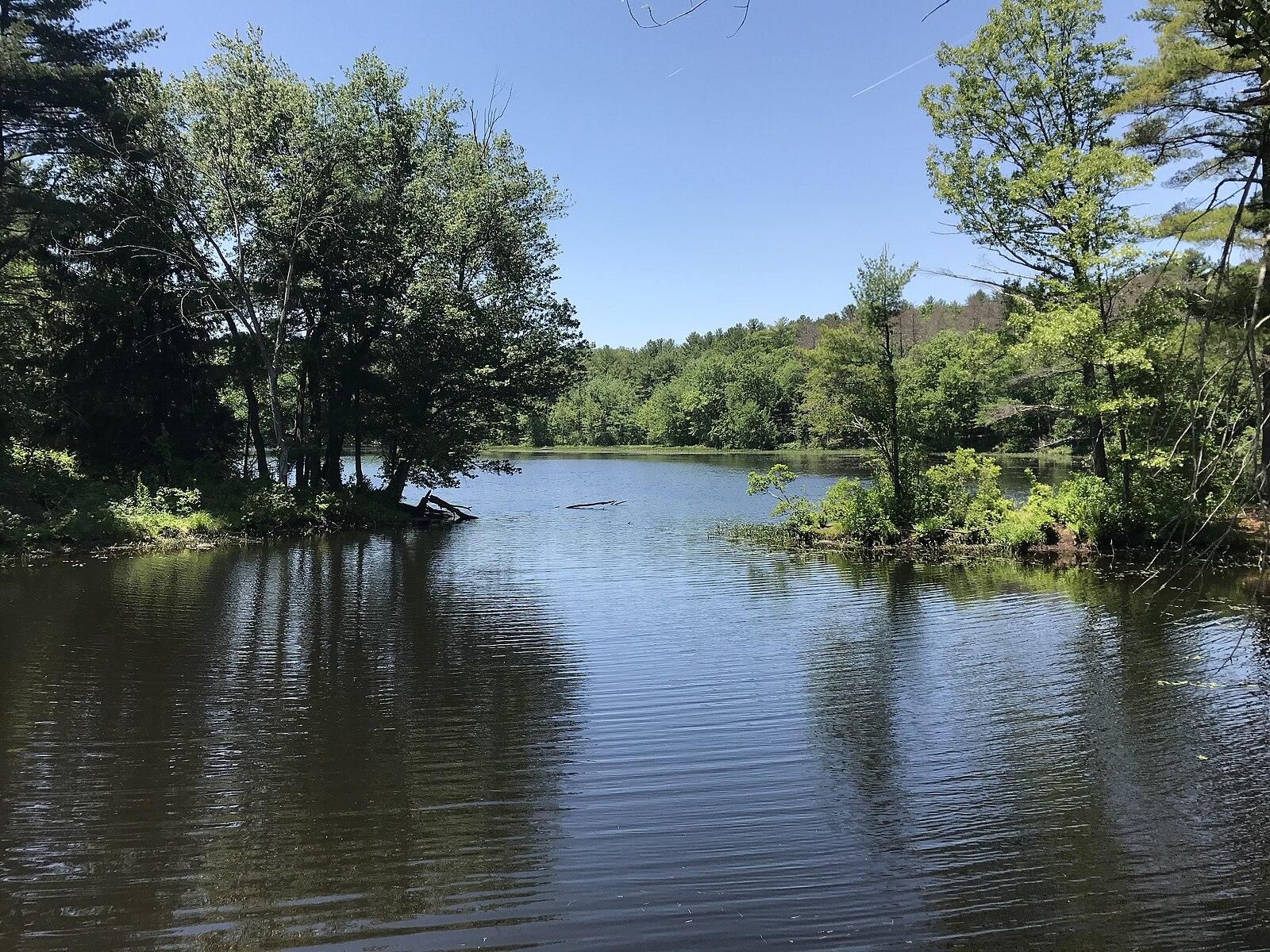 Calm dark lake surrounded by dense green forest on a clear day.