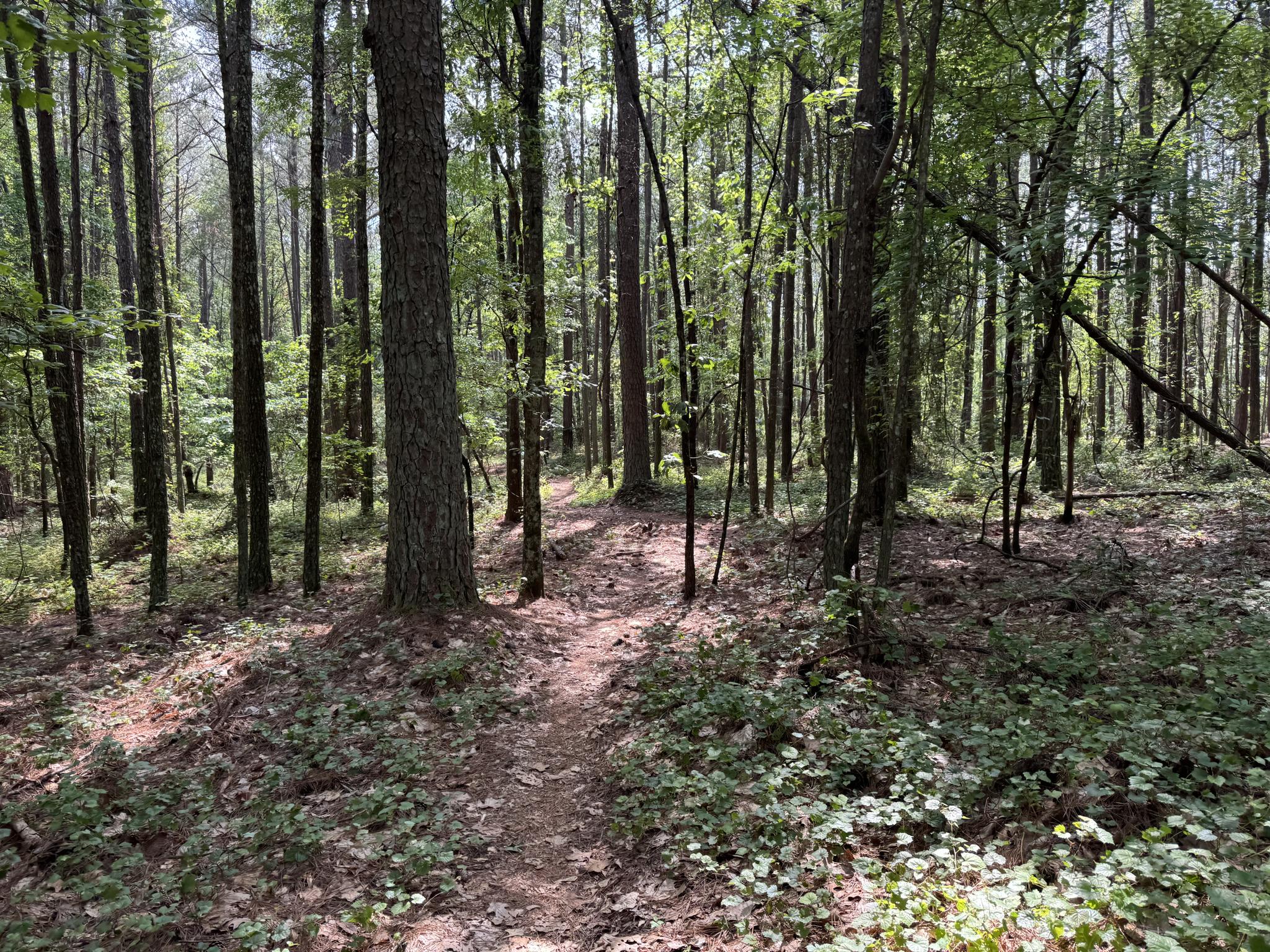 A winding dirt path leads through a sunlit forest with tall trees.