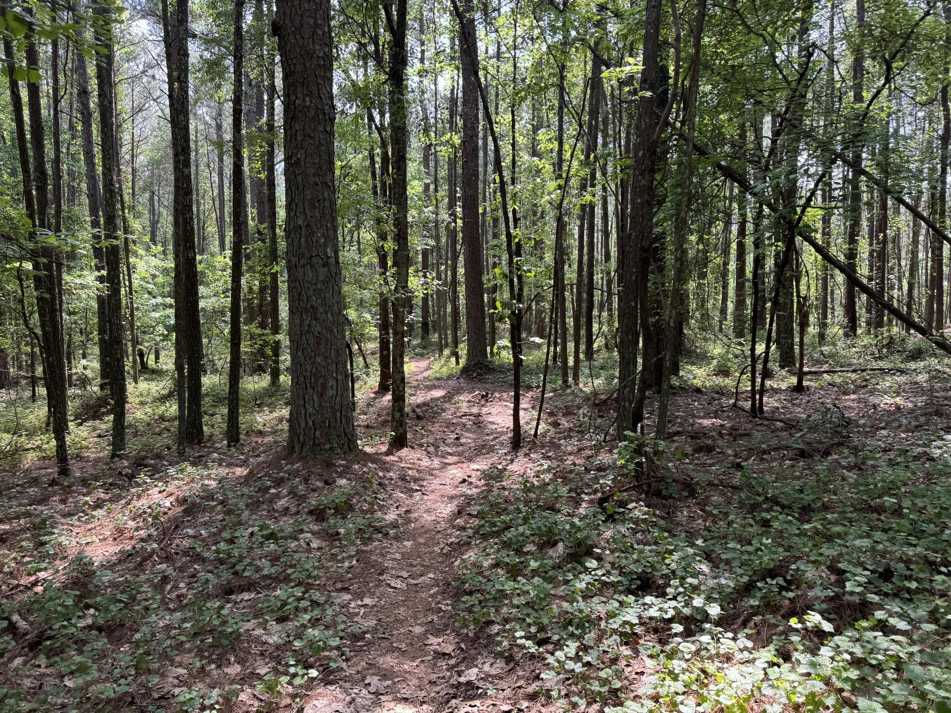 A winding dirt path leads through a sunlit forest with tall trees.