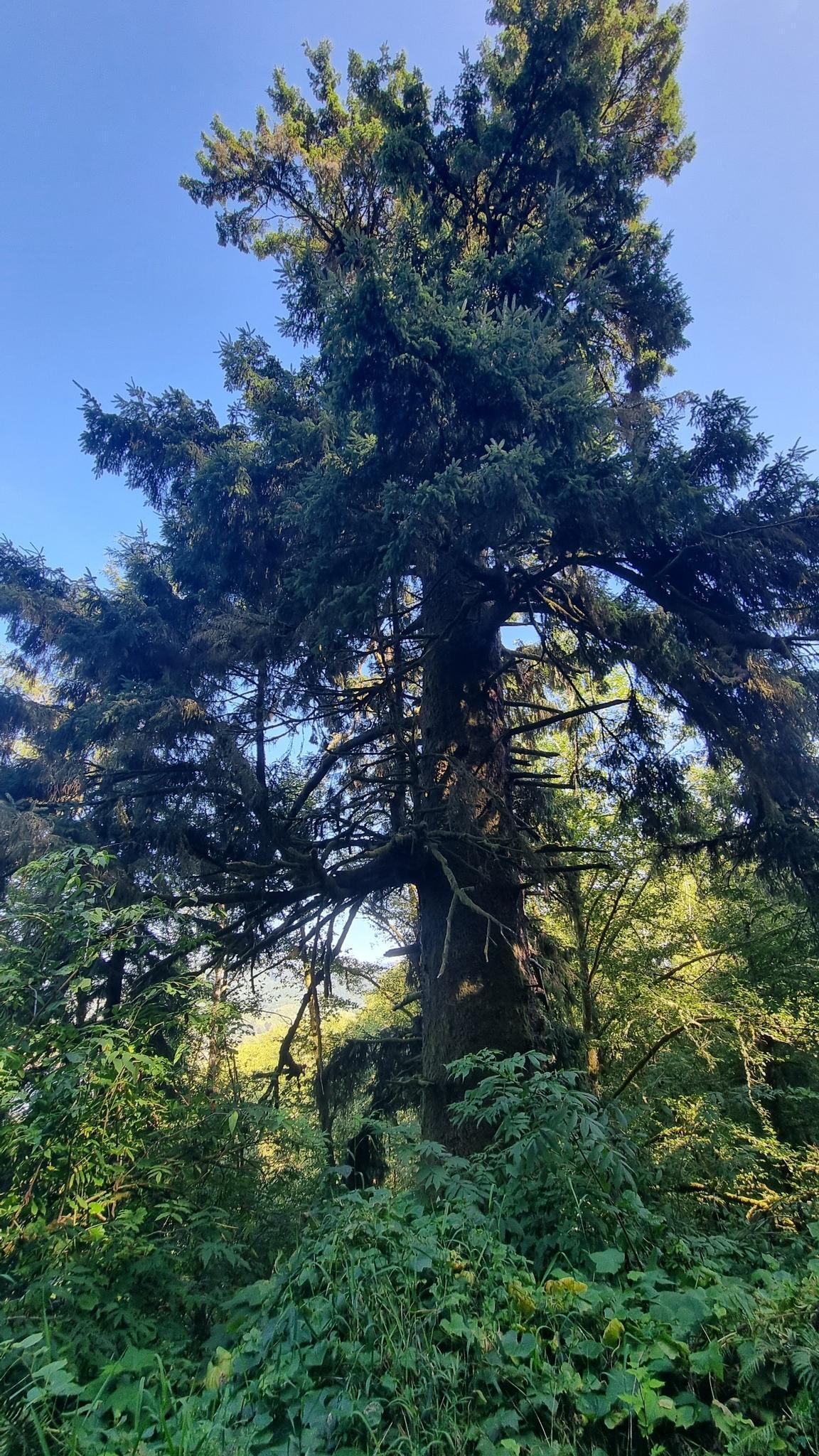 Towering evergreen tree with lush green foliage under a bright blue sky.