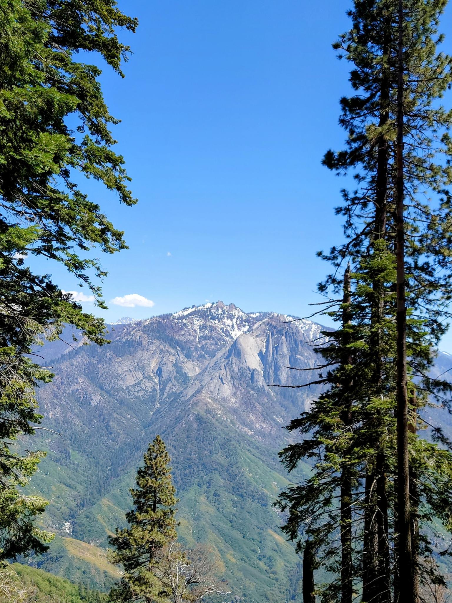 A majestic snow-dusted mountain peak framed by tall pine trees on a sunny day.