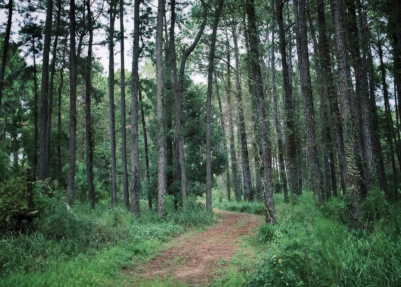 A winding dirt path through a dense, green pine forest under diffused light.