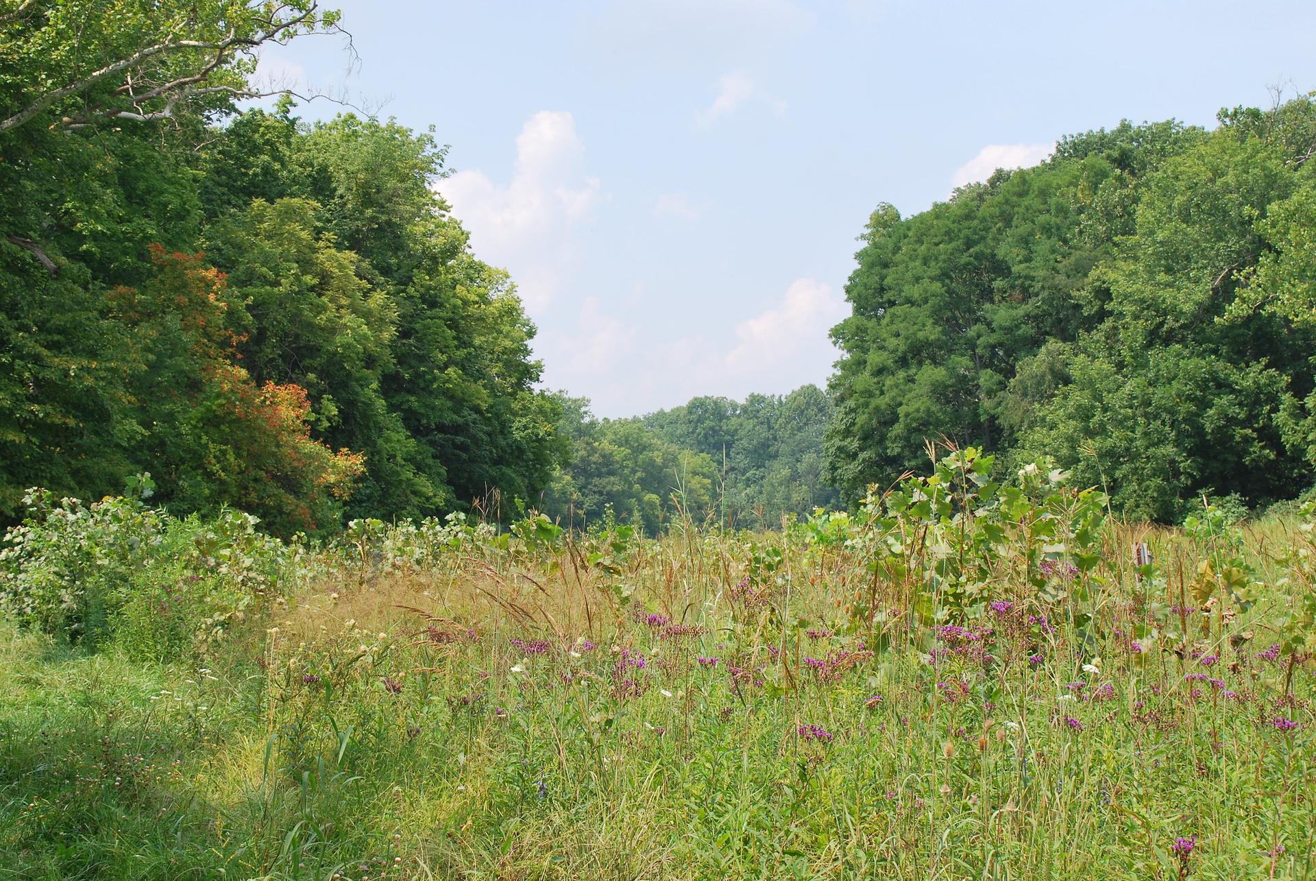 Lush green field with purple wildflowers bordered by dense forest.