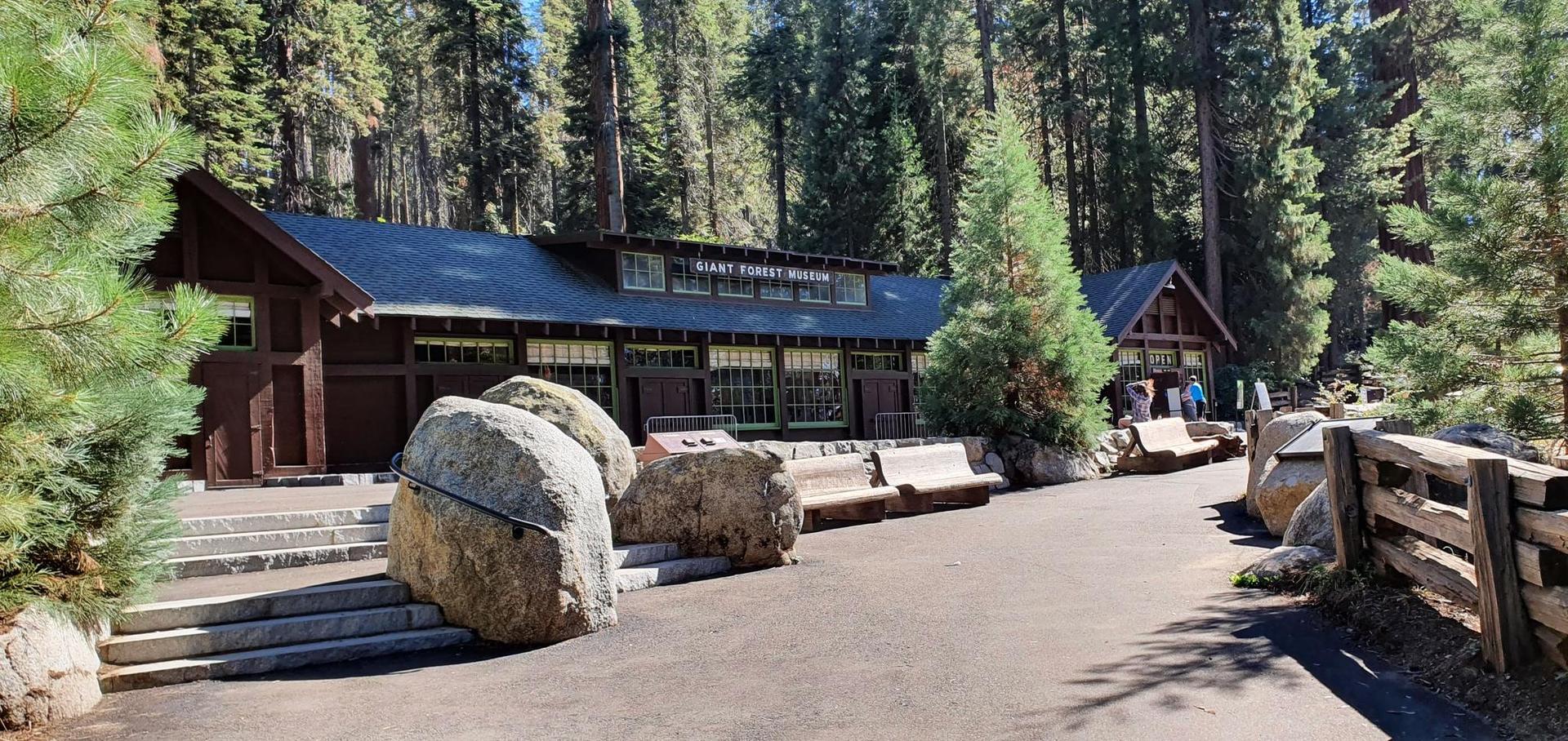 Wooden building with a dark roof nestled among tall pine trees on a sunny day.