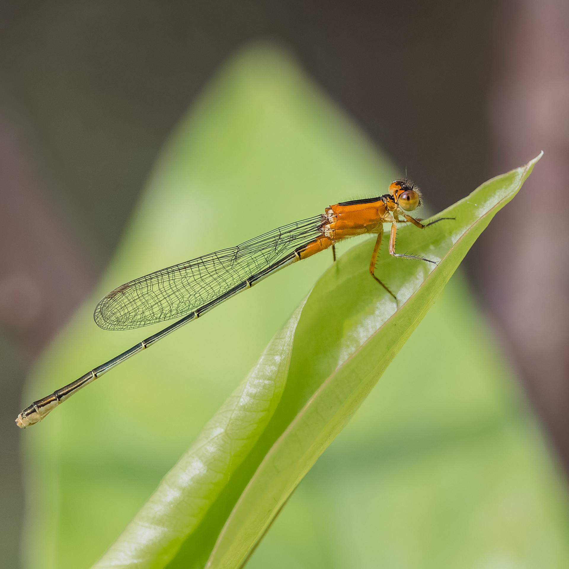 Close-up of an orange damselfly resting on a vibrant green leaf.