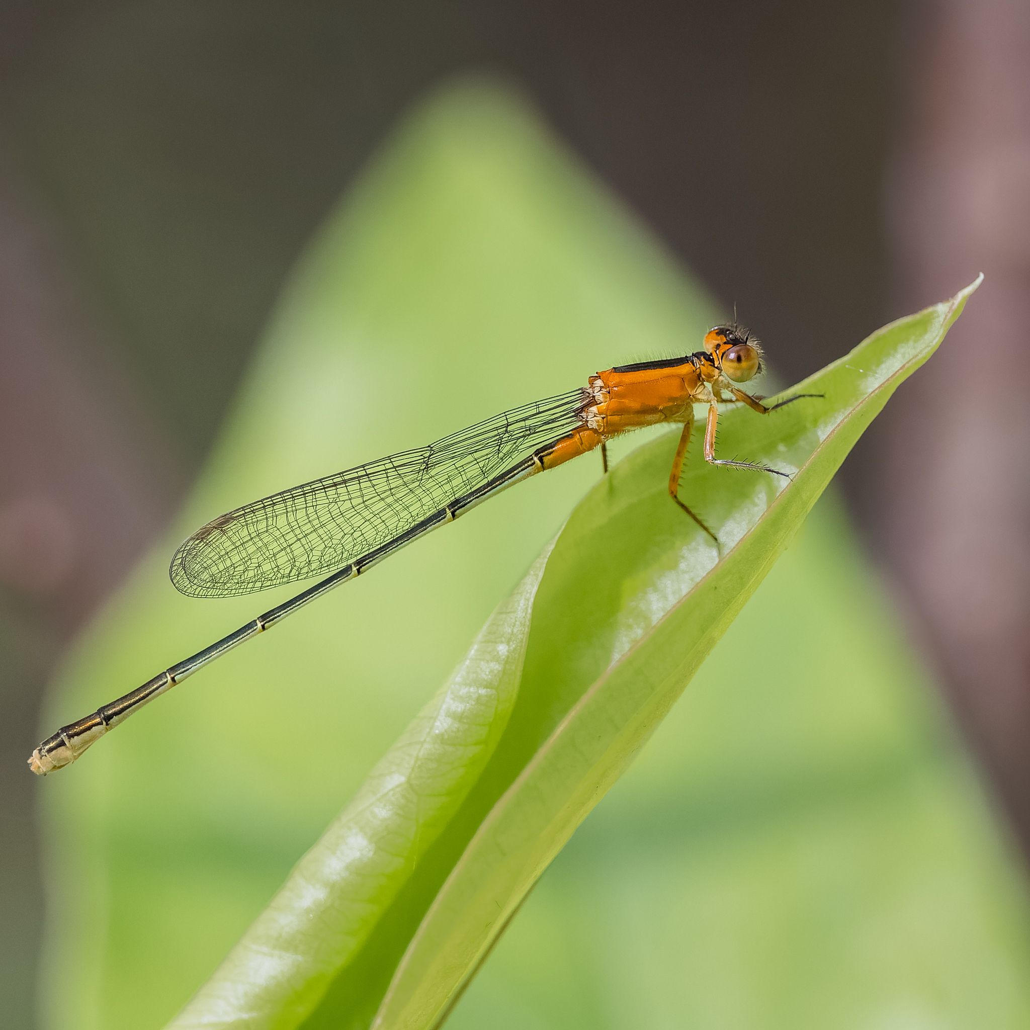 Close-up of an orange damselfly resting on a vibrant green leaf. - Lake Baldwin Park loop