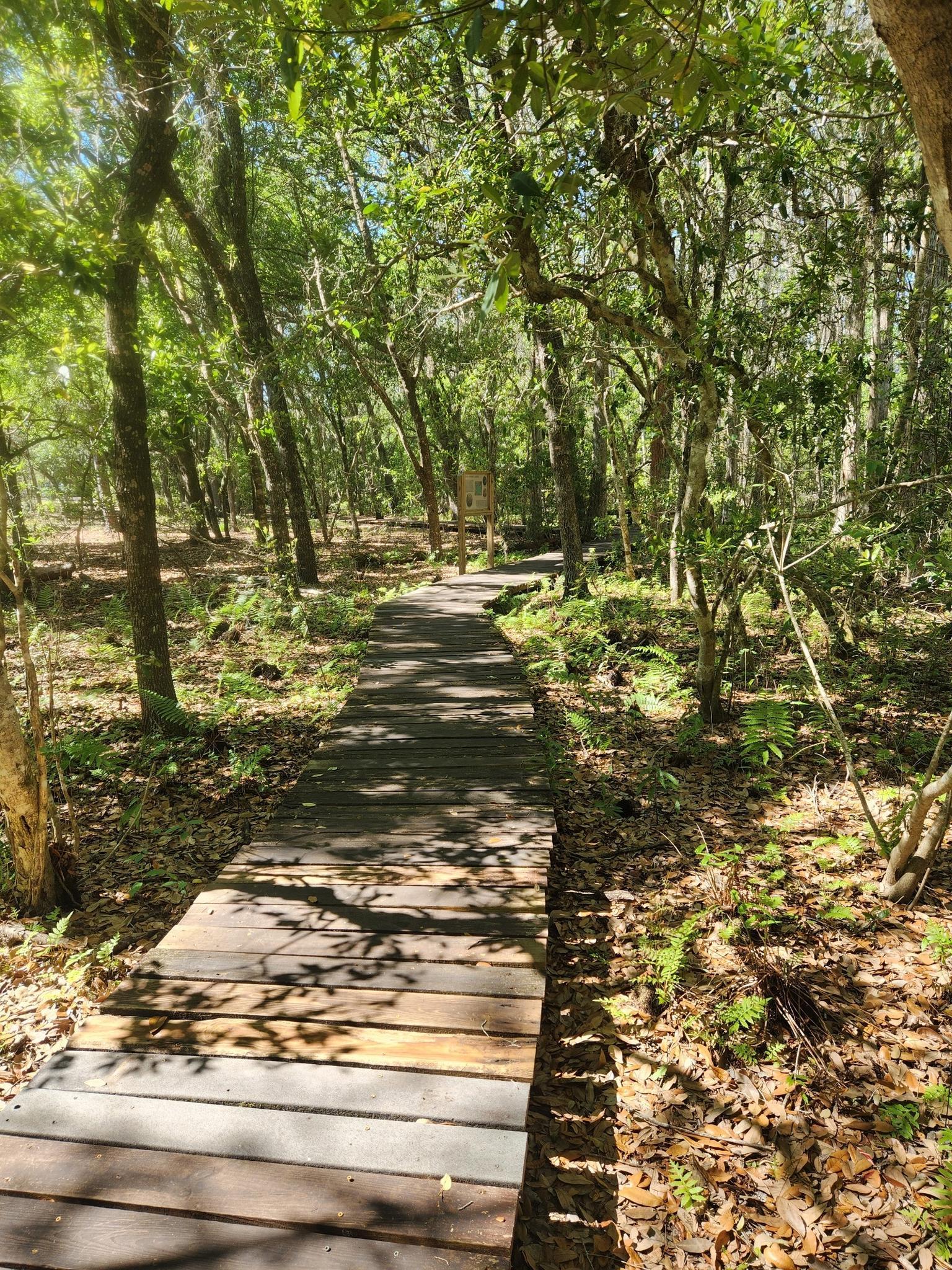 A wooden boardwalk winds through a sun-dappled, dense green forest.