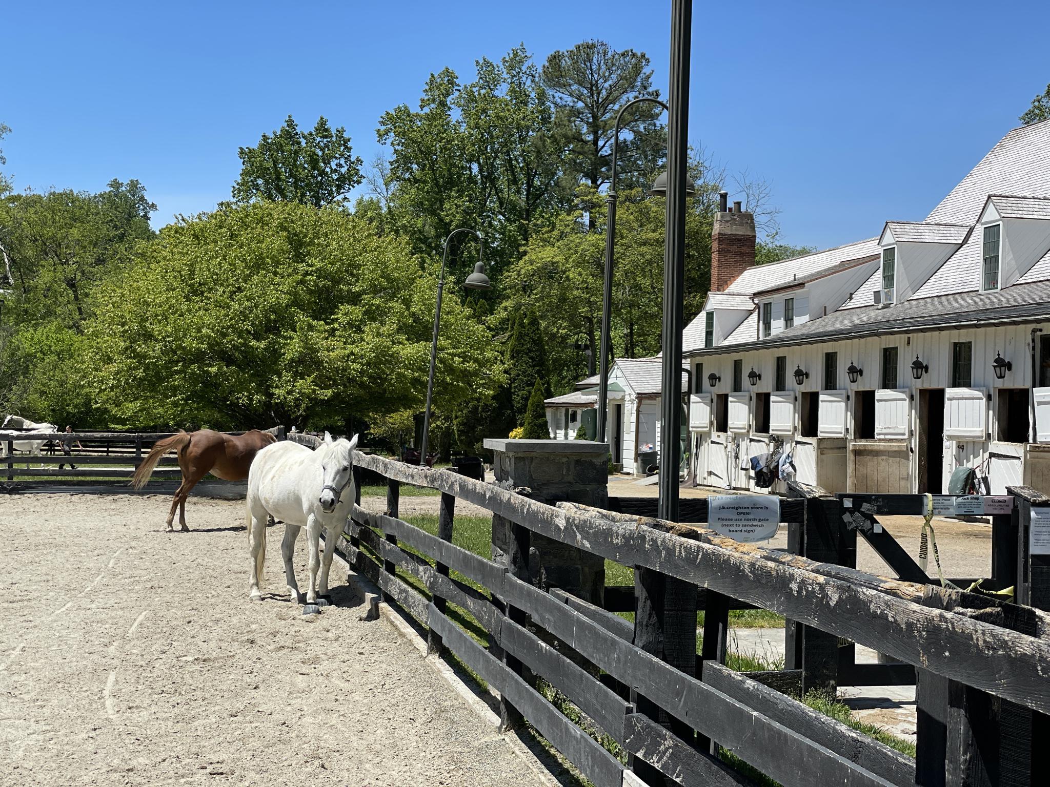White and brown horses stand by a fence near stables on a sunny day.