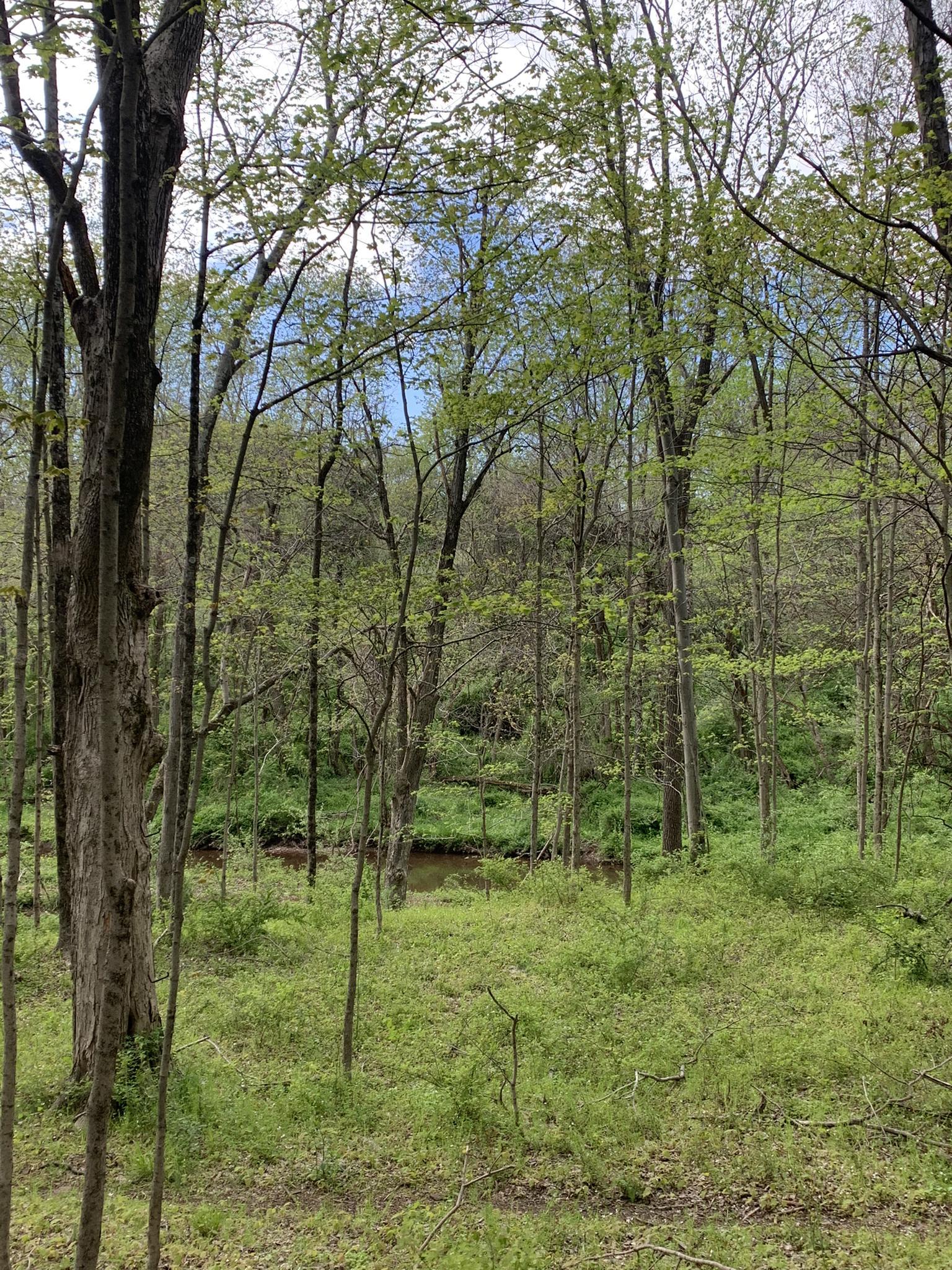 Dense green forest with a stream visible in the distance under a bright sky.